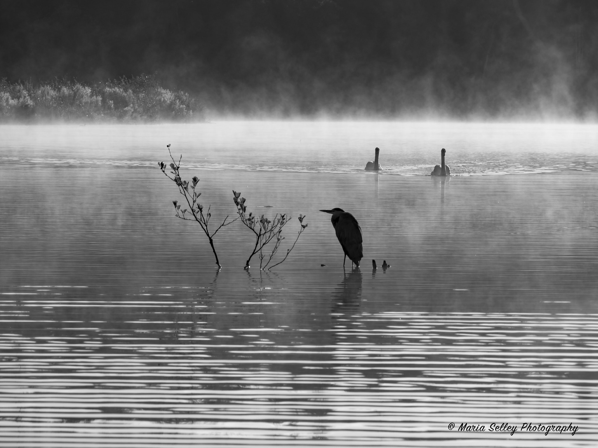 Olympus OM-D E-M5 II + LEICA DG 100-400/F4.0-6.3 sample photo. Birds in the mist photography