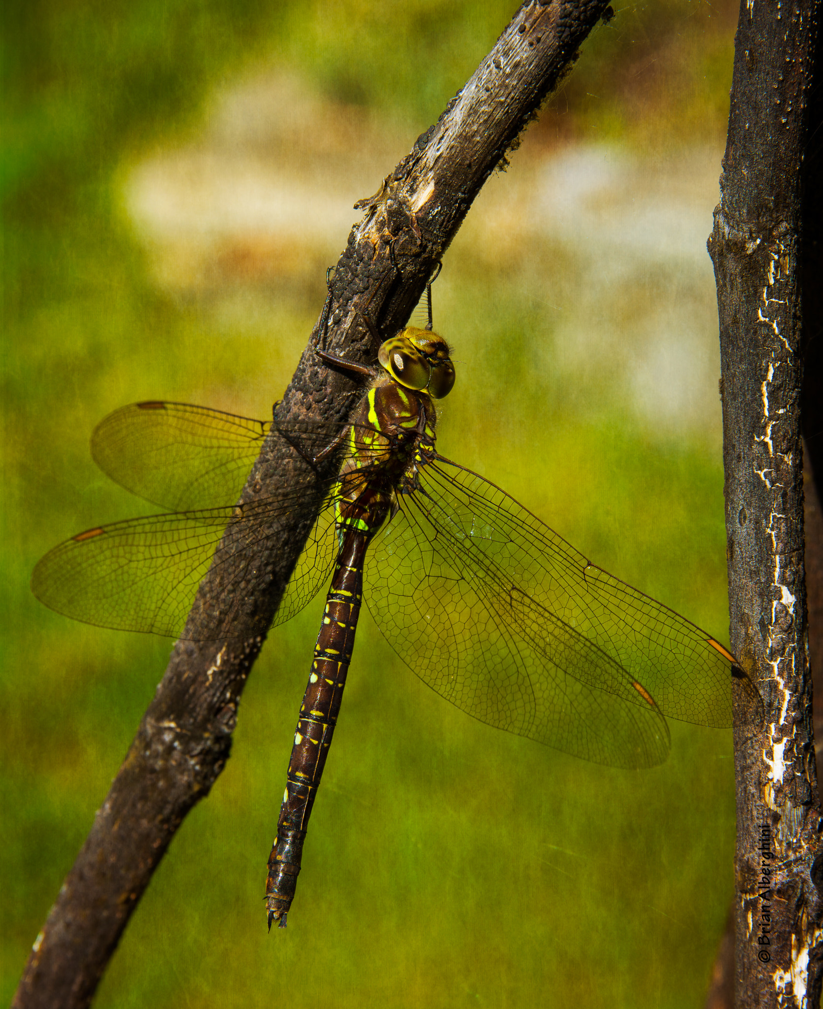 Nikon D7100 + Sigma 24-105mm F4 DG OS HSM Art sample photo. Dragonfly, a portrait photography