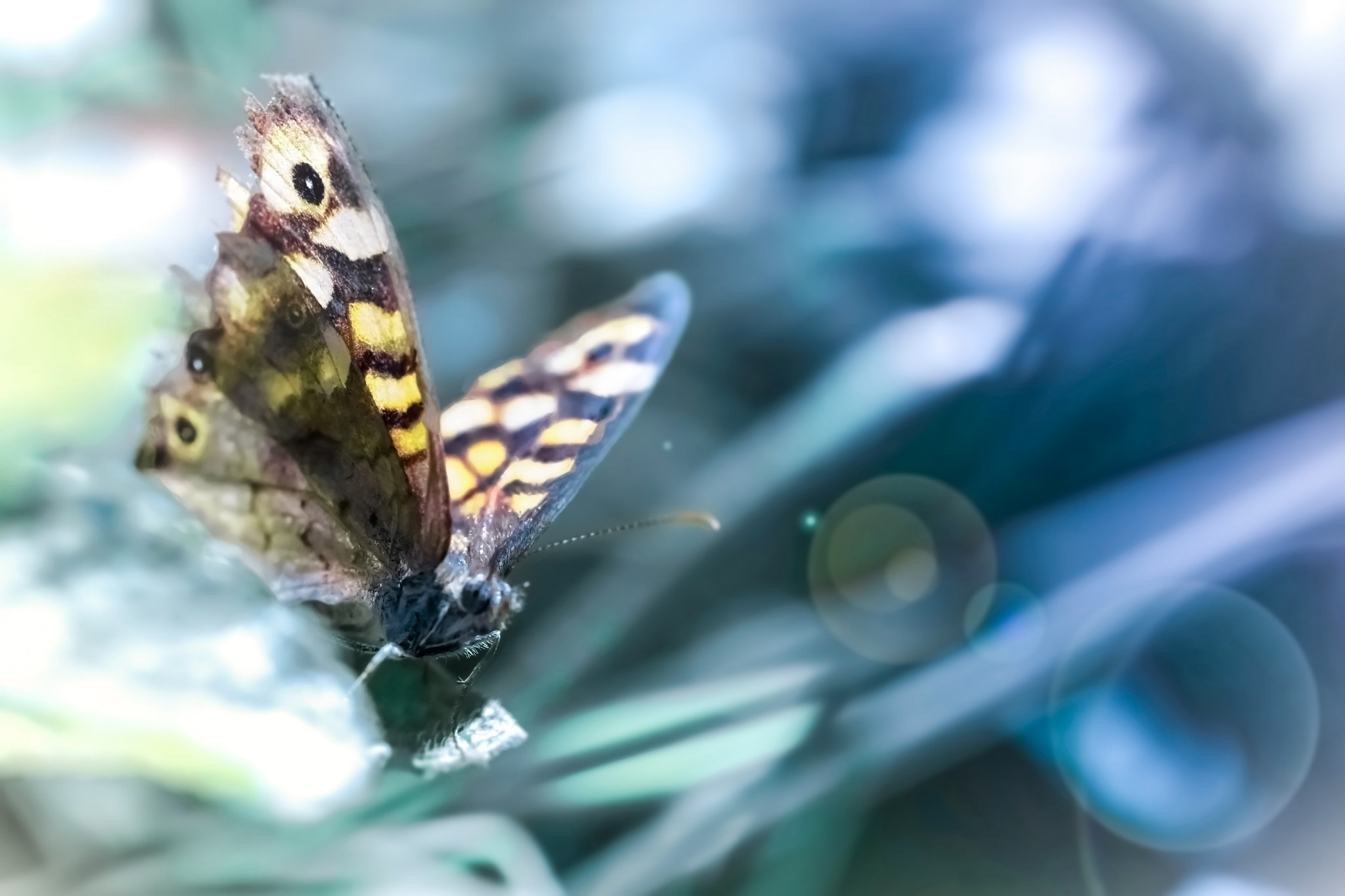 Sigma 105mm F2.8 EX DG OS HSM sample photo. Summer tale photography