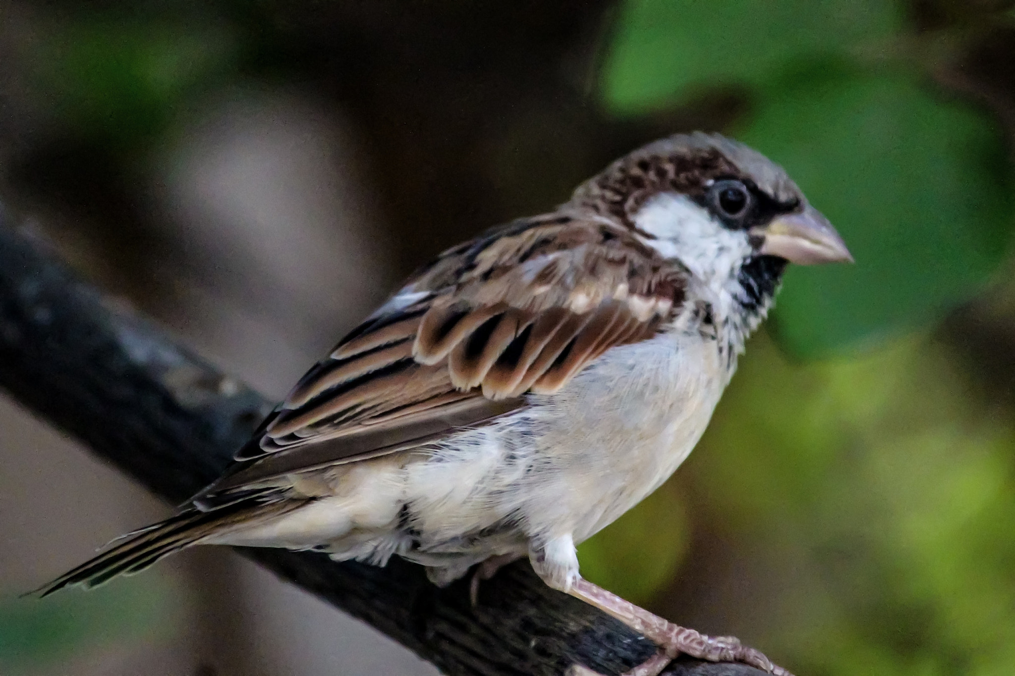 Canon EF-S 55-250mm F4-5.6 IS II sample photo. Sparrow photography
