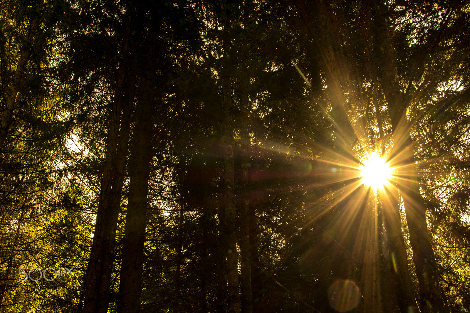 Nikon D5200 + Sigma 18-200mm F3.5-6.3 DC sample photo. Sonne wald photography