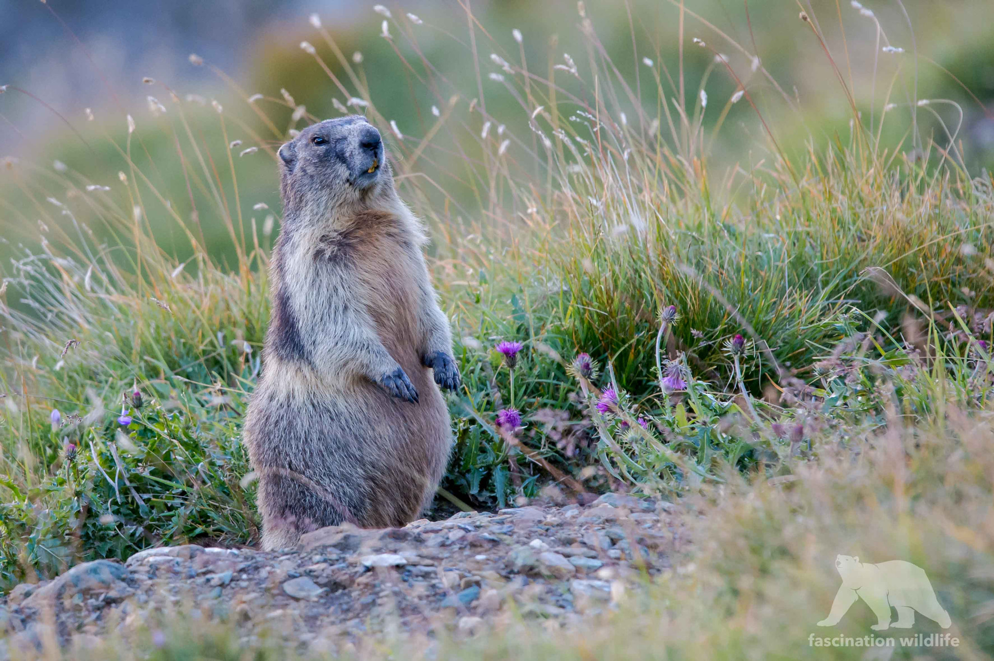 Nikon D4S sample photo. Alpine marmot photography
