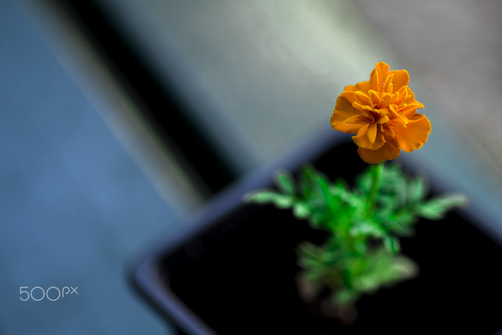 Pentax smc D-FA 50mm F2.8 Macro sample photo. Fleurorange photography