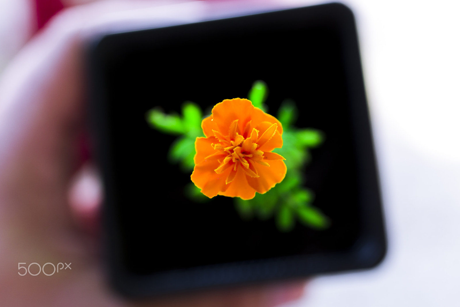 Pentax smc D-FA 50mm F2.8 Macro sample photo. Fleurorange2 photography