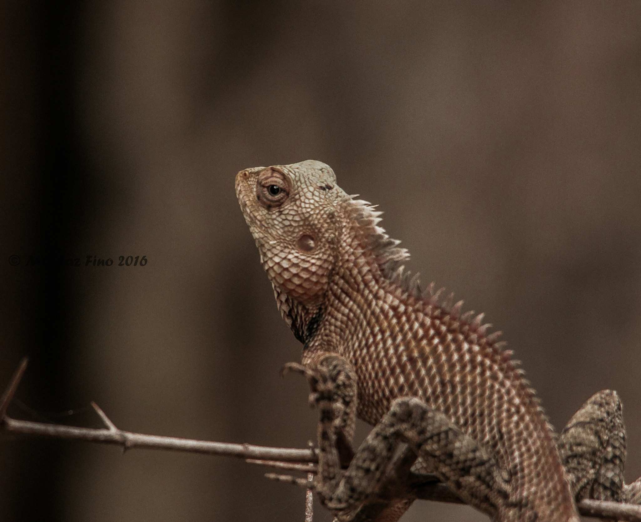 Sigma 150-500mm F5-6.3 DG OS HSM sample photo. Oriental garden lizard photography