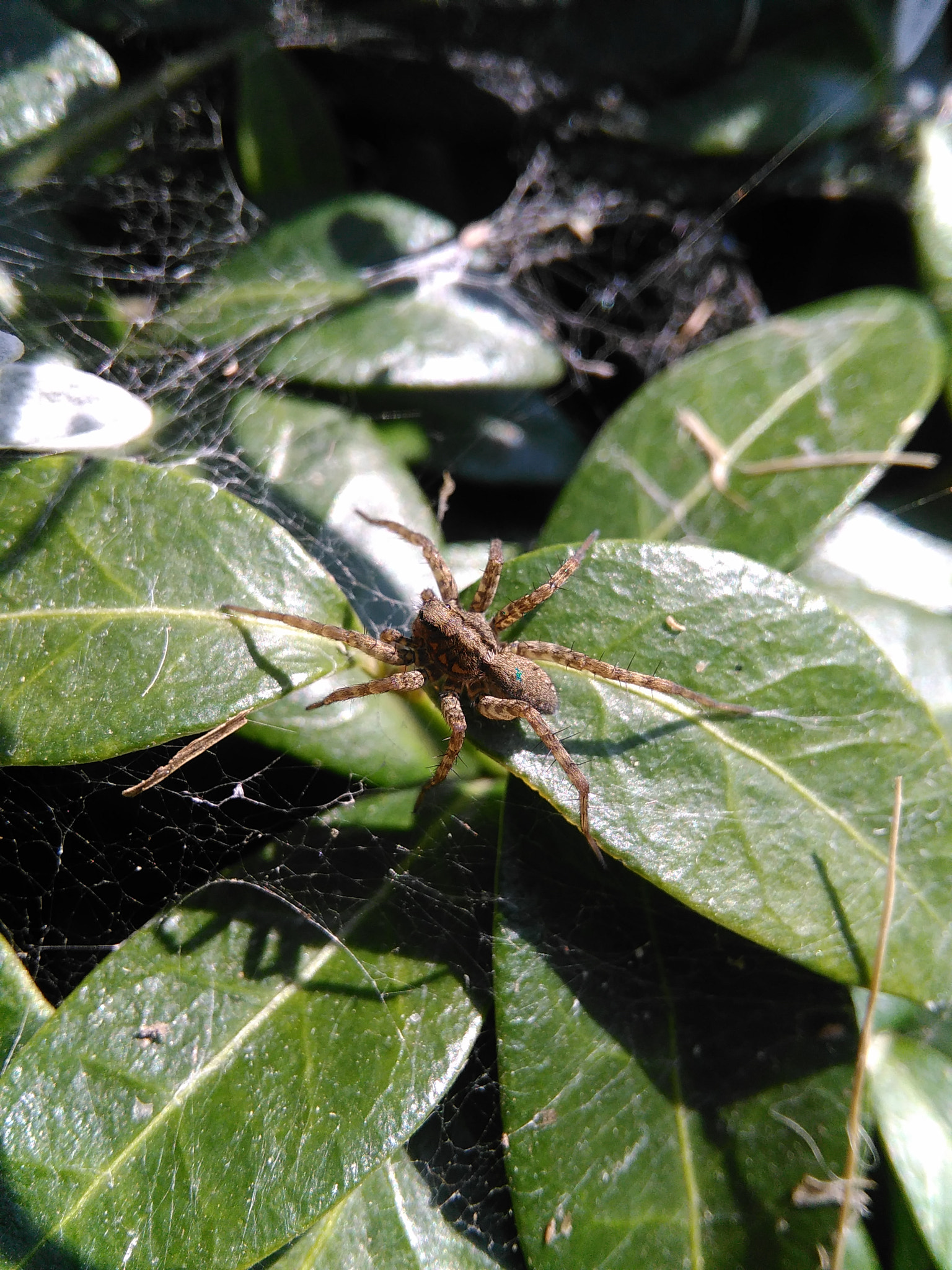 HUAWEI G620S-L01 sample photo. Spider in da garden photography