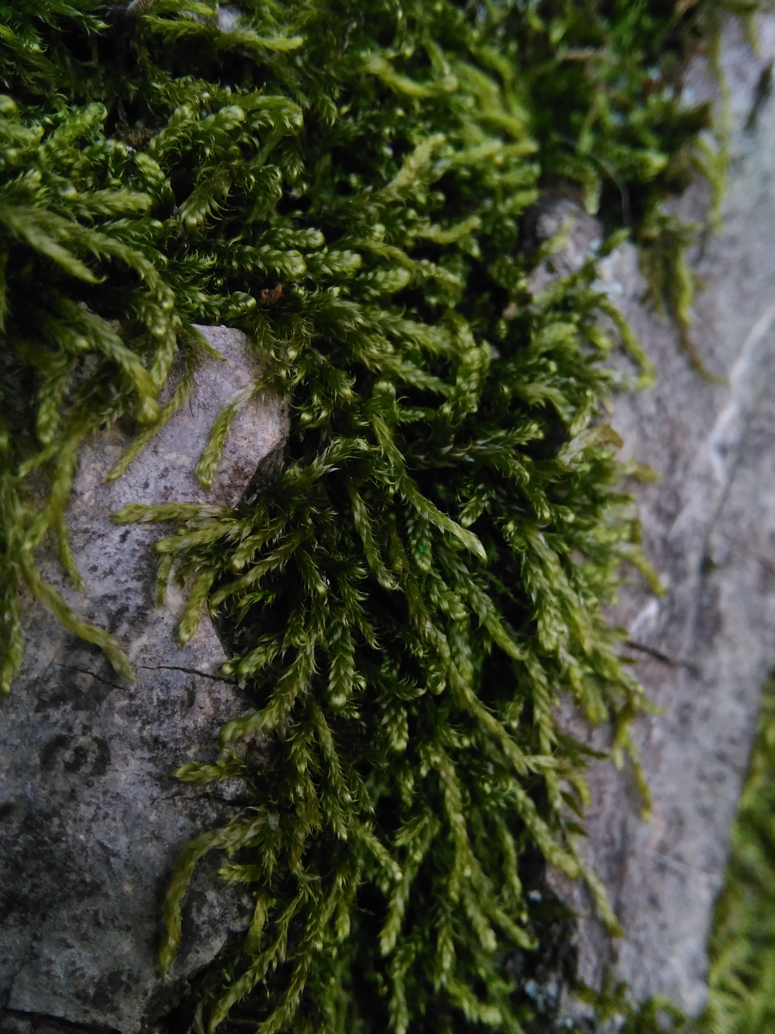 HUAWEI G620S-L01 sample photo. Moss on walnut tree photography