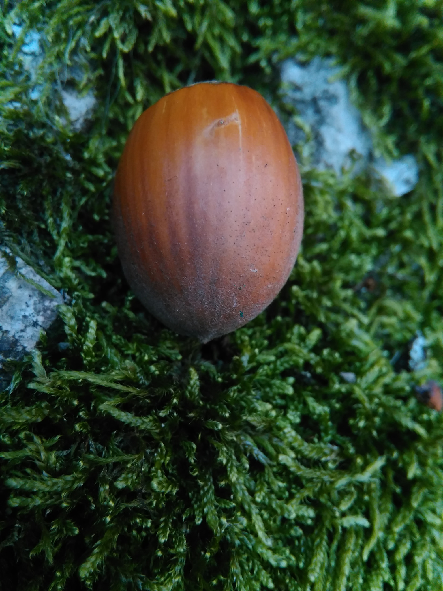 HUAWEI G620S-L01 sample photo. Penaut in moss photography