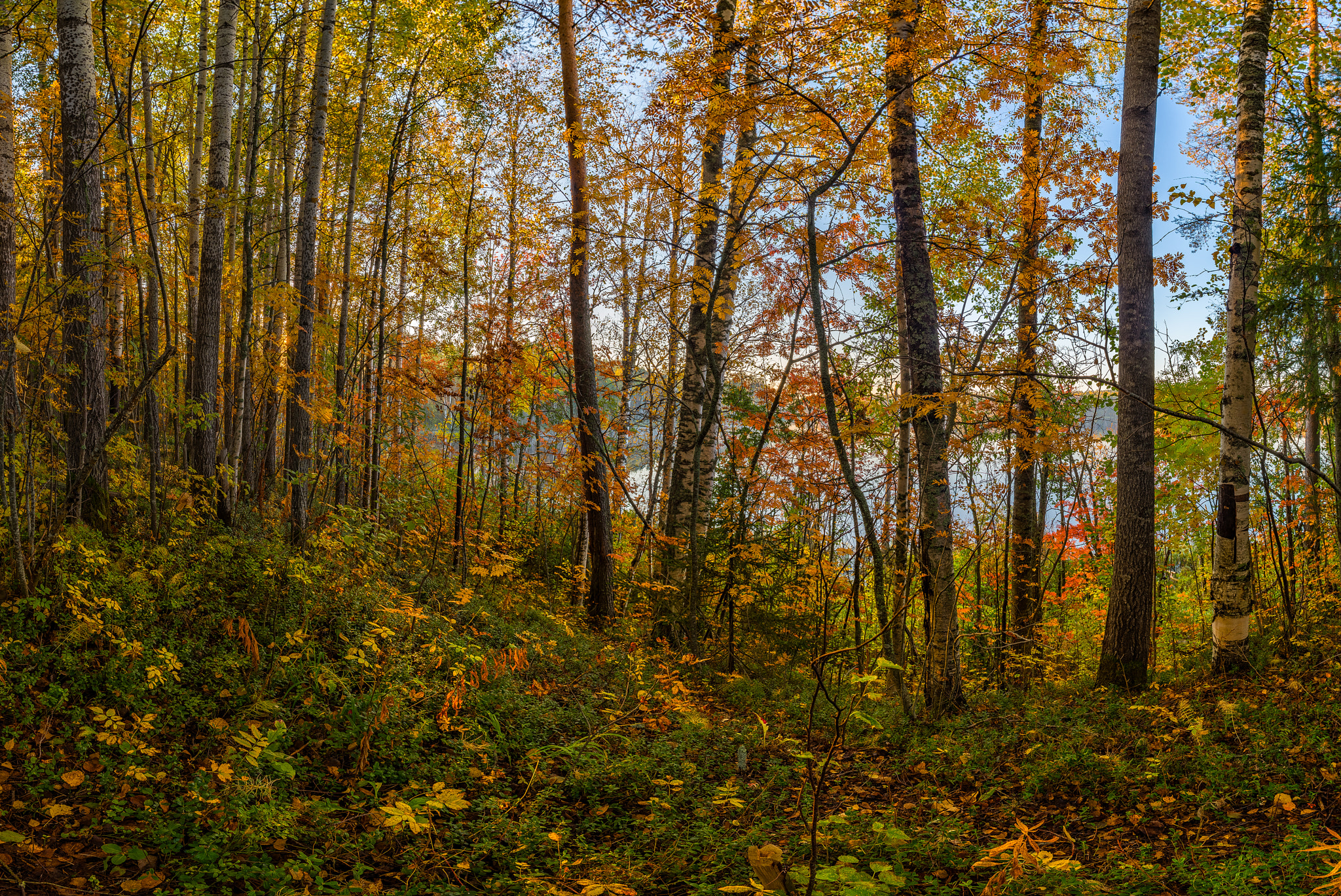 Pentax K-5 IIs + Pentax smc DA 15mm F4 ED AL Limited sample photo. Золотая осень photography