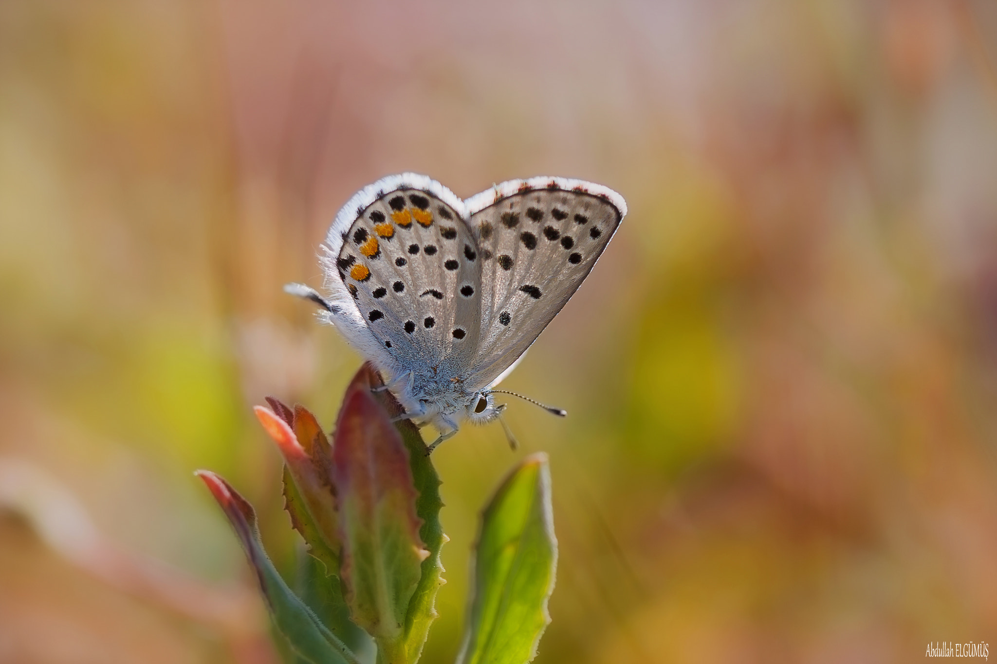 Canon EF 100mm F2.8 Macro USM sample photo. Himalaya mavisi / pseudophilotes vicrama photography