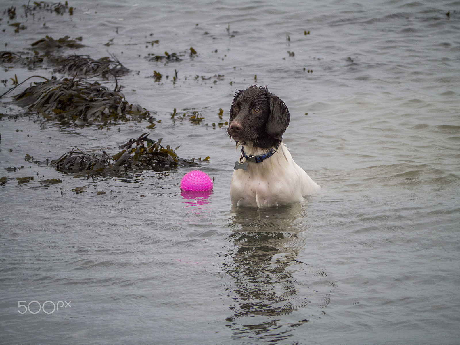 Panasonic Lumix G Vario 45-200mm F4-5.6 OIS sample photo. Lets play photography