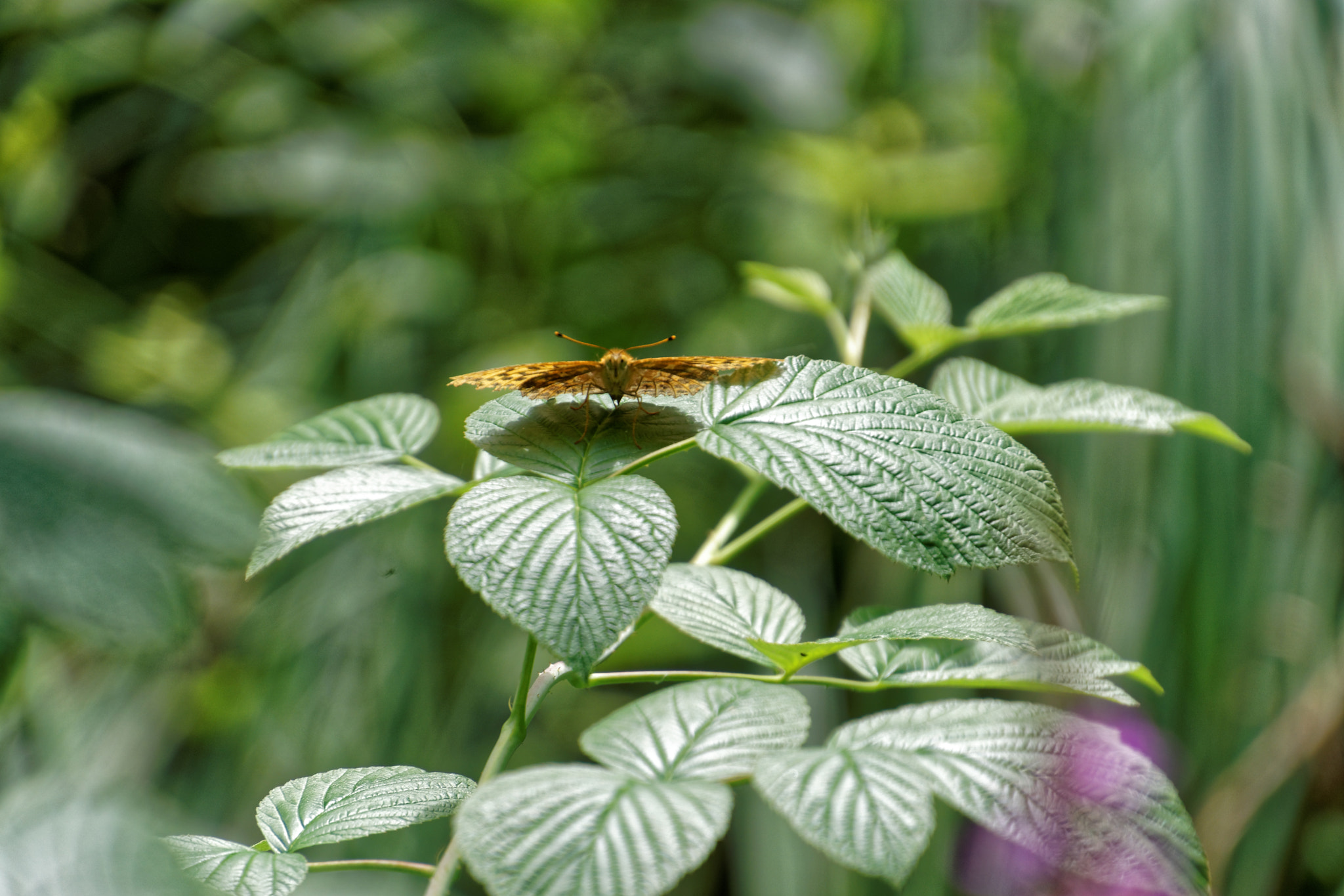 Tamron 16-300mm F3.5-6.3 Di II VC PZD Macro sample photo