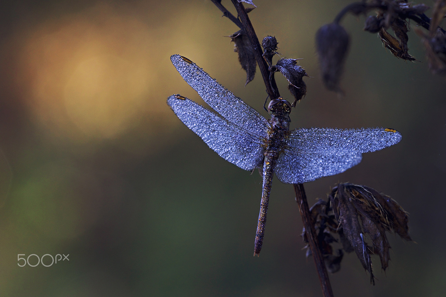 Sigma APO Macro 150mm f/2.8 EX DG HSM sample photo. Dragonfly's dream photography
