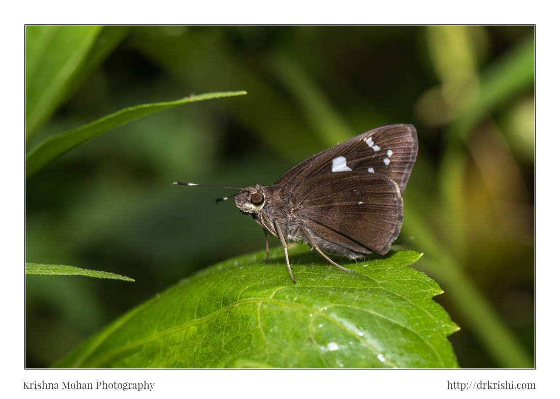 Canon EF 100mm F2.8L Macro IS USM sample photo. Chinese restricted demon photography