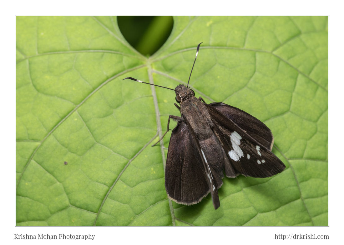 Canon EF 100mm F2.8L Macro IS USM sample photo. Chinese restricted demon photography