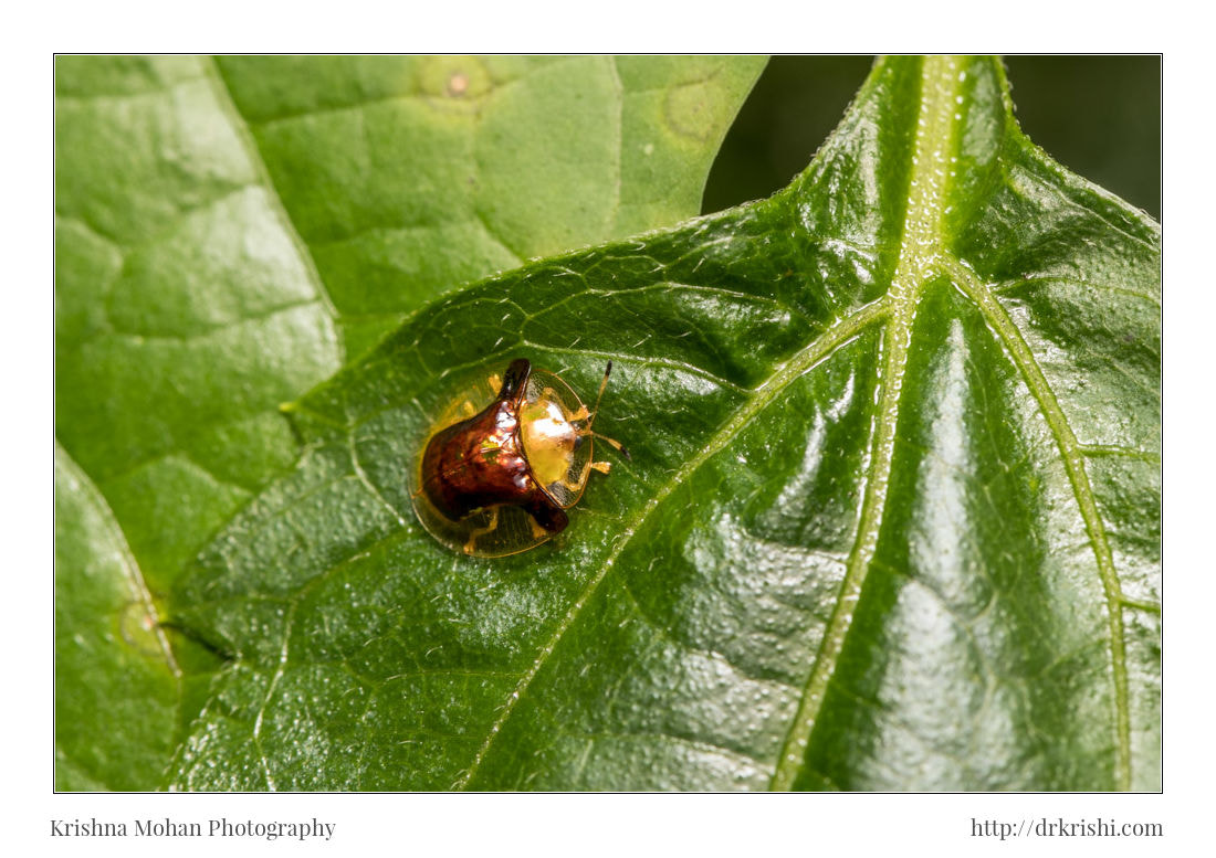 Canon EF 100mm F2.8L Macro IS USM sample photo. Tortoise beetle photography