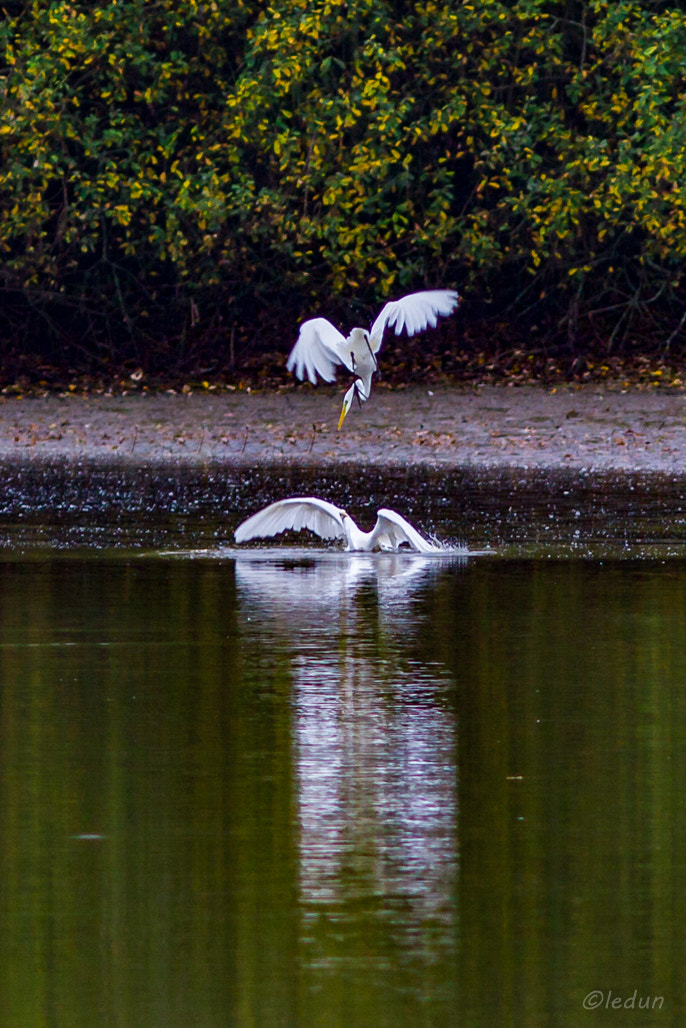 Canon EOS 550D (EOS Rebel T2i / EOS Kiss X4) + Canon EF 300mm F4L IS USM sample photo. Grandes aigrettes parade amoureuse photography