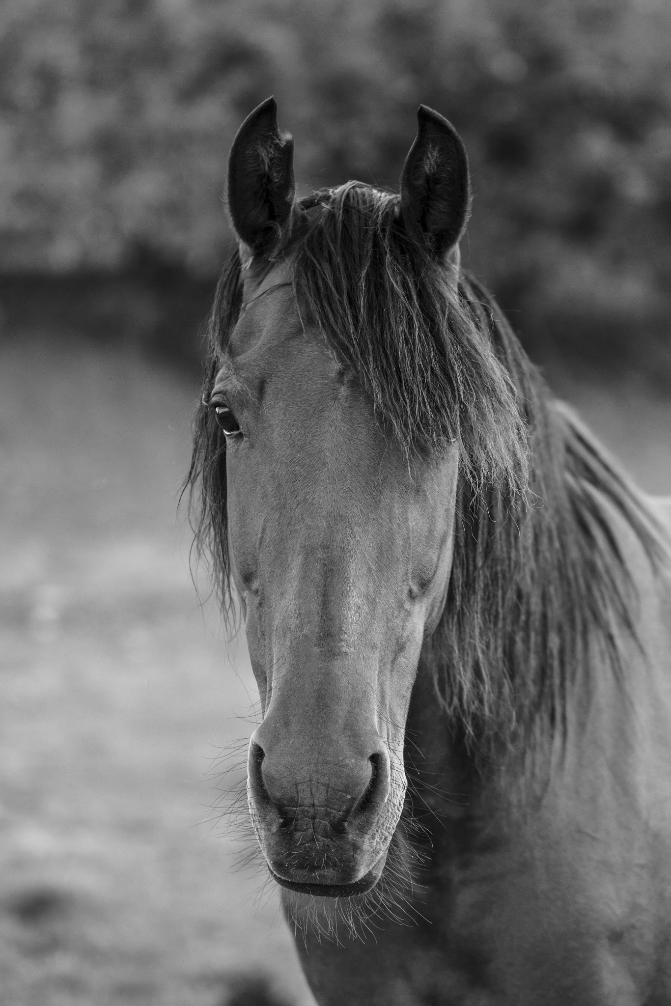 Canon EOS 60D + Canon EF 100mm F2.8L Macro IS USM sample photo. Eyes photography