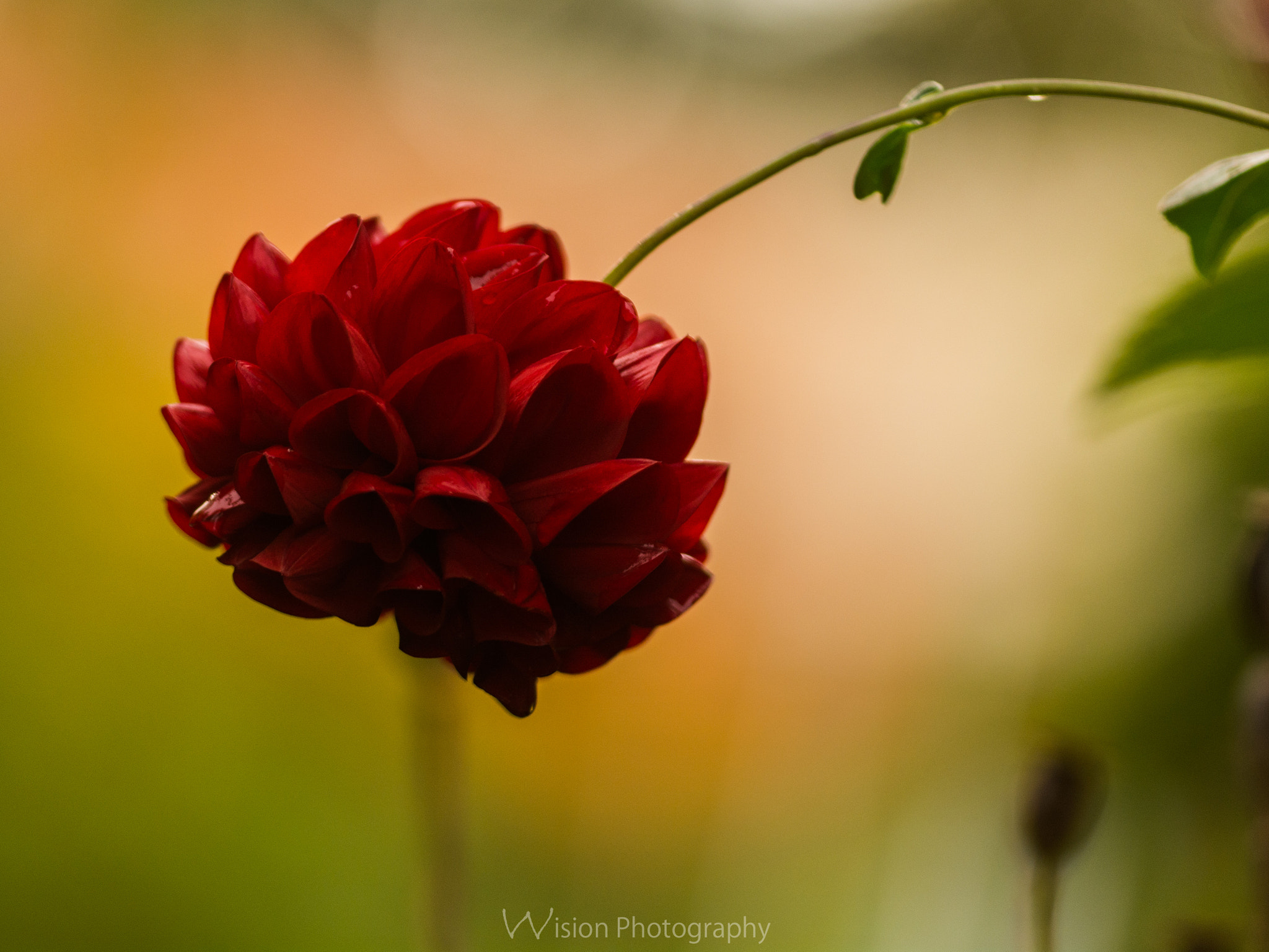 Sigma 150mm F2.8 EX DG Macro HSM sample photo. Sweetest thing photography