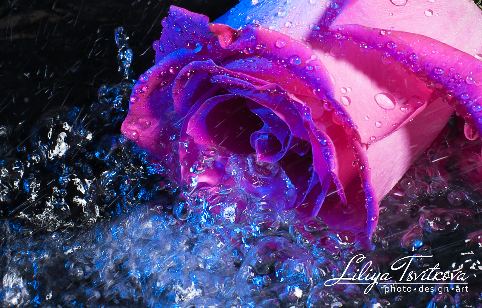 Nikon D700 sample photo. Rose in water photography
