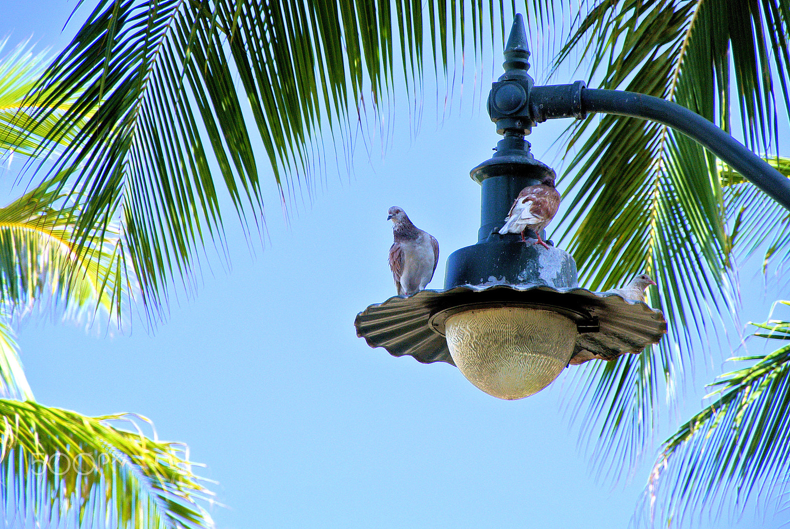 1 NIKKOR VR 10-100mm f/4-5.6 sample photo. Beach bums (more waikiki pigeons) photography