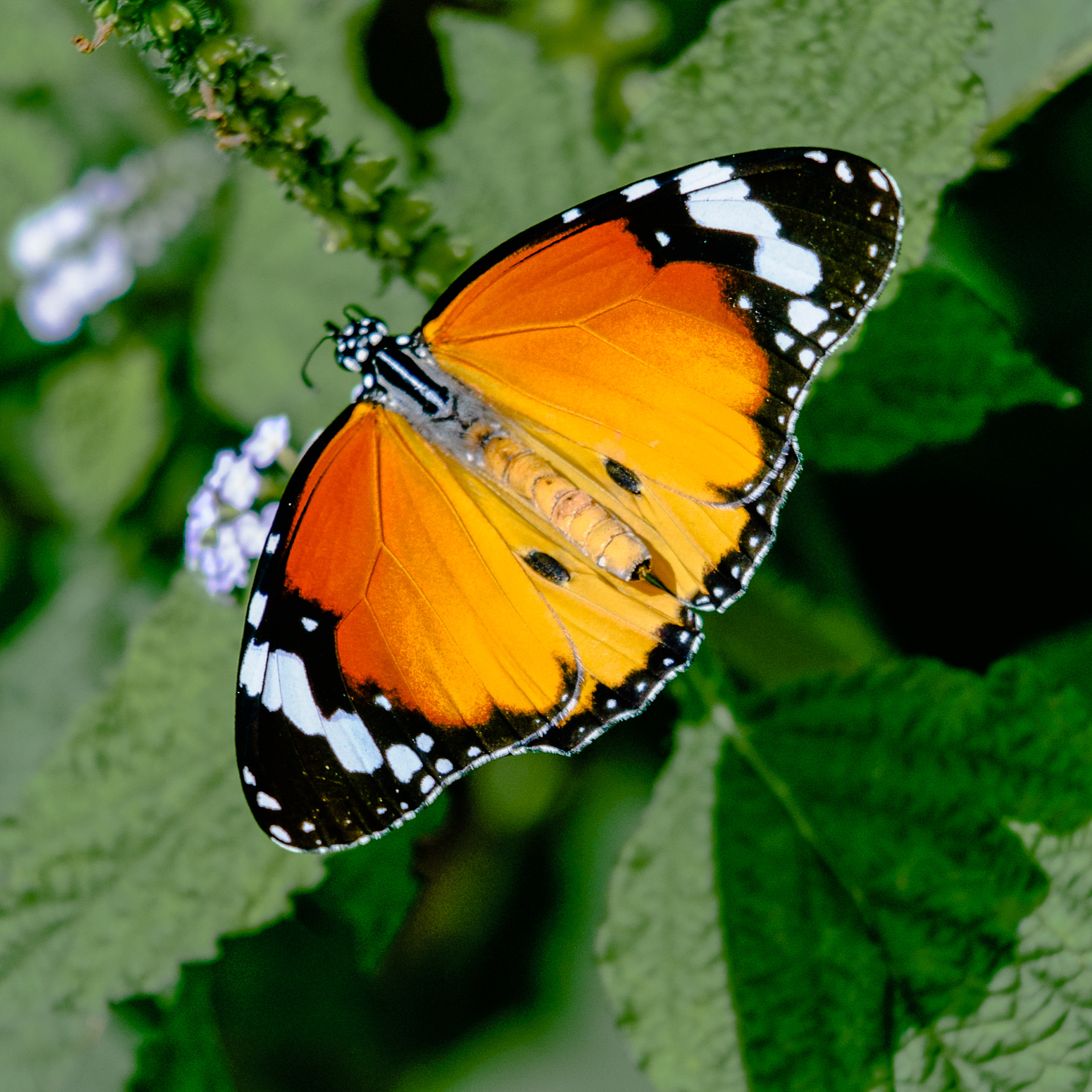 Nikon D40X sample photo. Butterfly photography