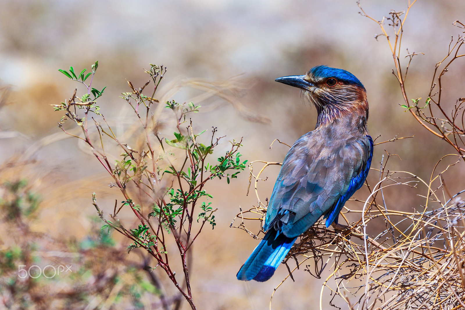 Sigma 150-600mm F5-6.3 DG OS HSM | C sample photo. "blue jay" photography