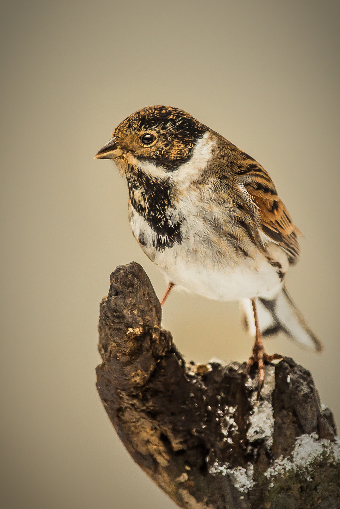 Nikon D800 + Nikon AF-S Nikkor 300mm F4D ED-IF sample photo. Reed bunting posing for the camera photography