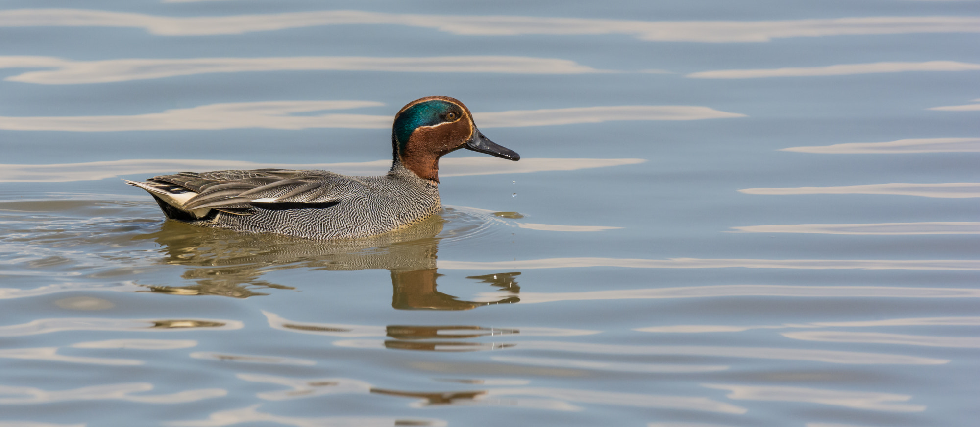 Nikon D7100 + Nikon AF-S Nikkor 500mm F4G ED VR sample photo. Wintertaling photography