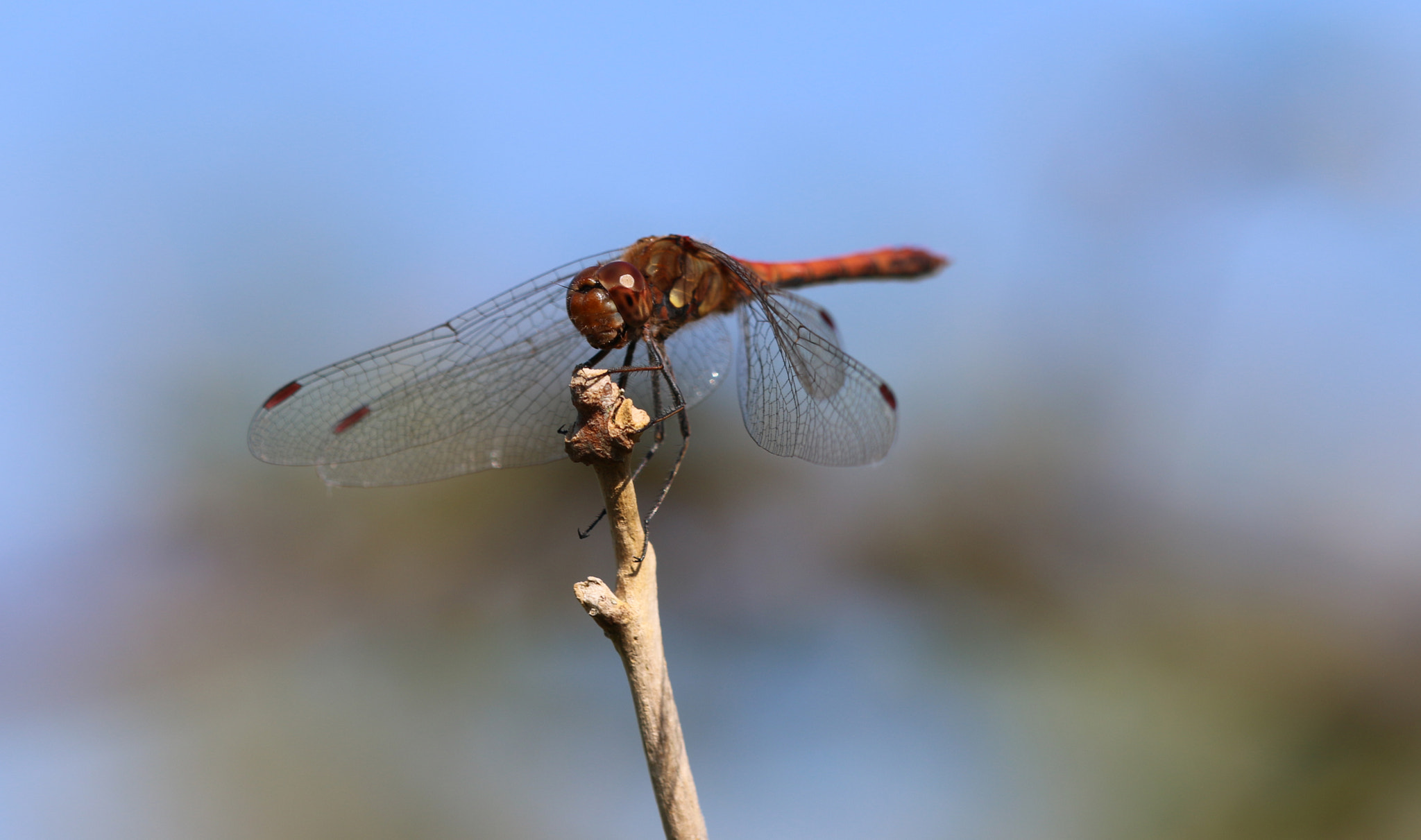 Canon EF 180mm F3.5L Macro USM sample photo. Dragonfly photography