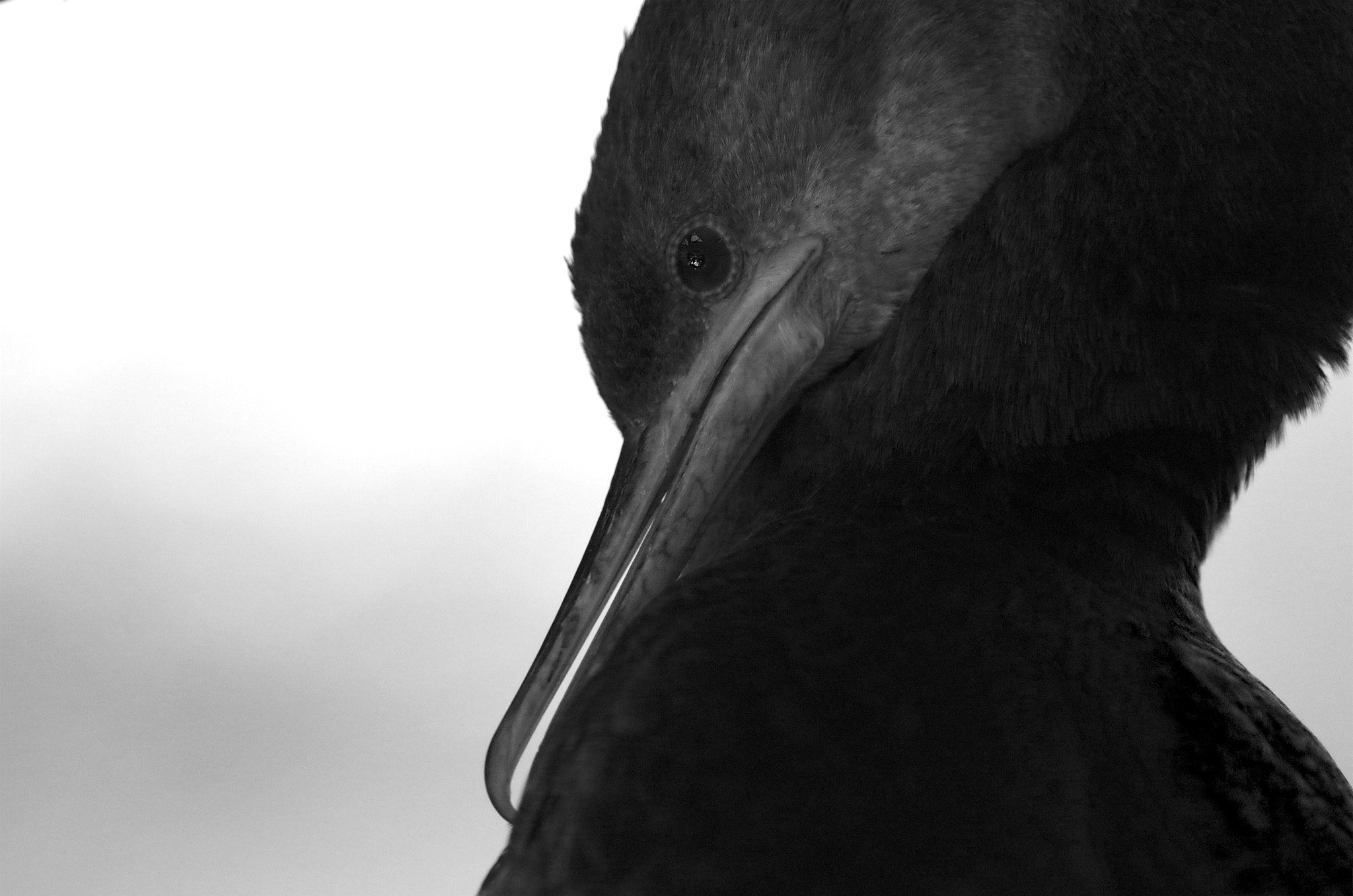 Pentax K-30 + Pentax smc DA* 300mm F4.0 ED (IF) SDM sample photo. Cormorants photography