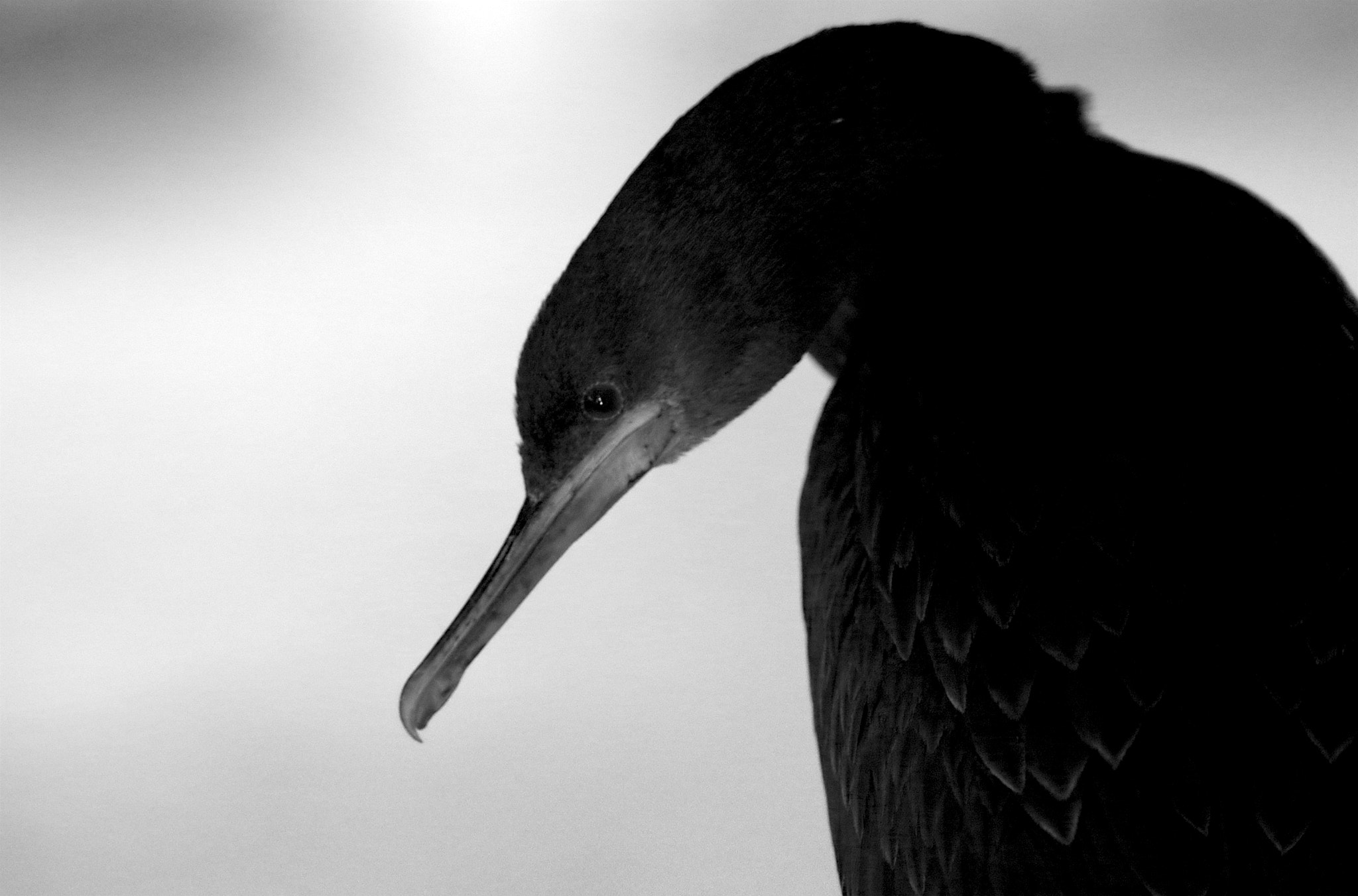 Pentax K-30 + Pentax smc DA* 300mm F4.0 ED (IF) SDM sample photo. Cormorants photography