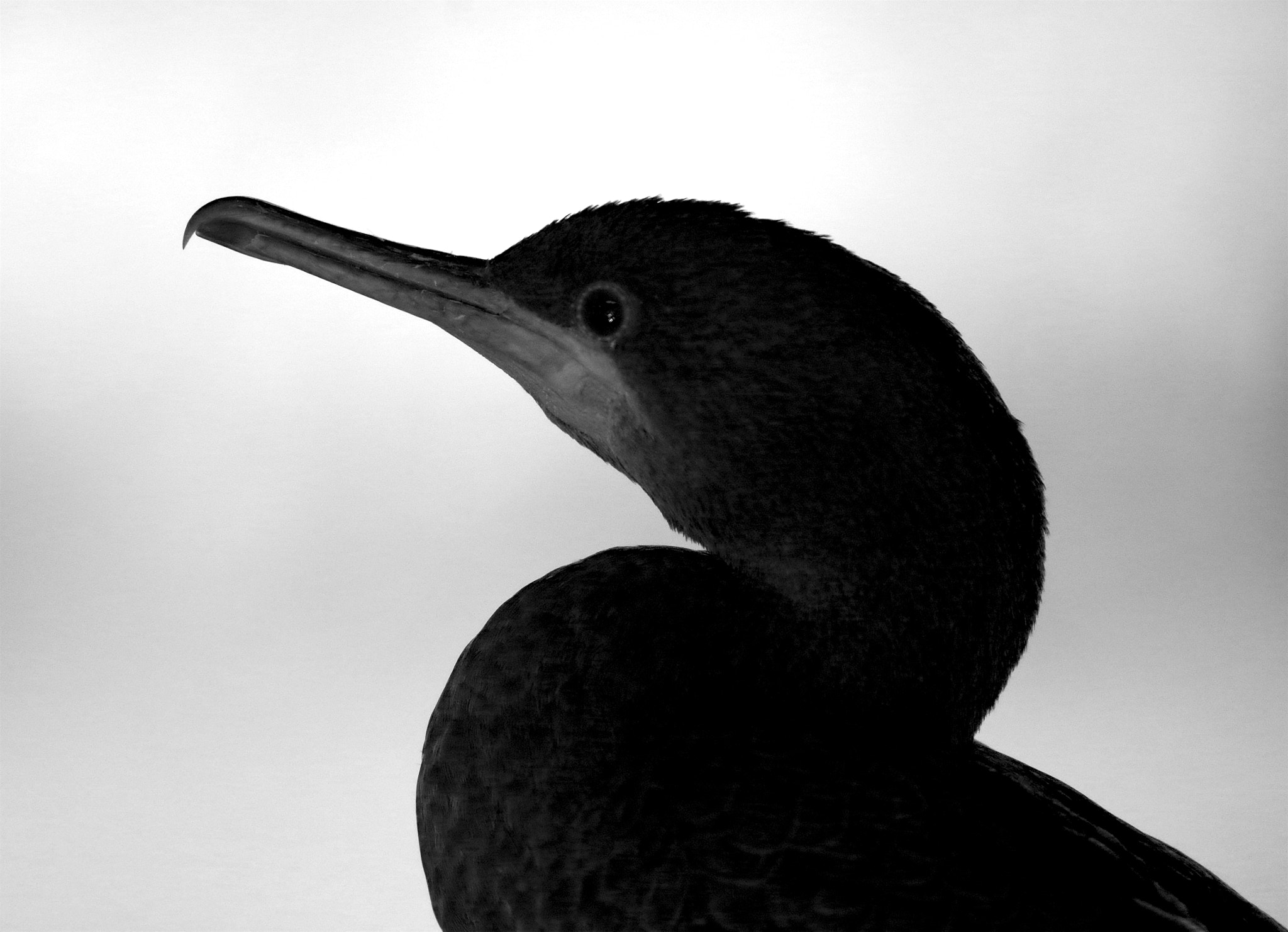 Pentax smc DA* 300mm F4.0 ED (IF) SDM sample photo. Cormorants photography