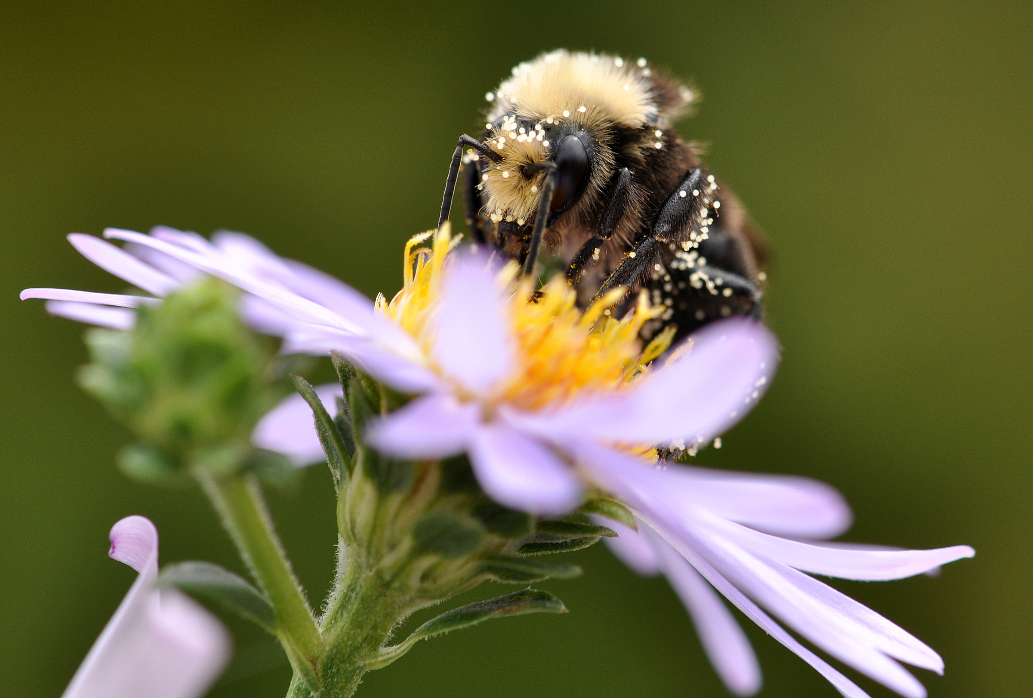 Nikon AF-S DX Micro-Nikkor 85mm F3.5G ED VR sample photo. Messy bumble photography