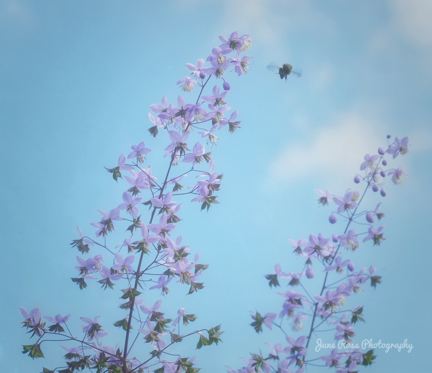 Olympus M.Zuiko Digital ED 12-40mm F2.8 Pro sample photo. Summer thalictrum photography