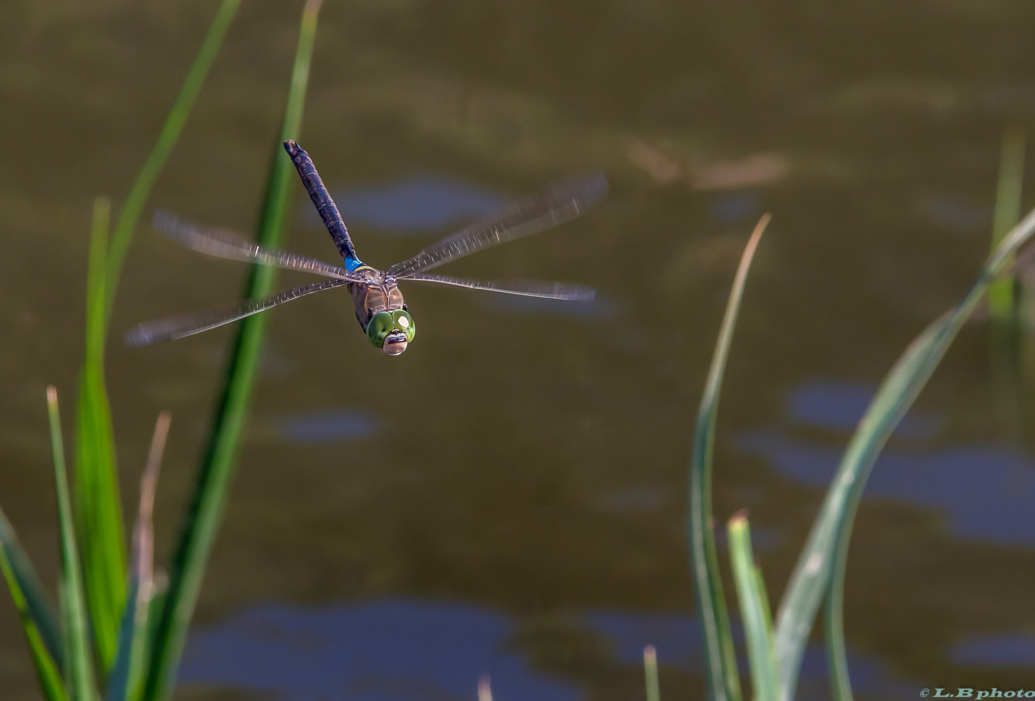Pentax K-3 II sample photo. Libellule en plein vol photography