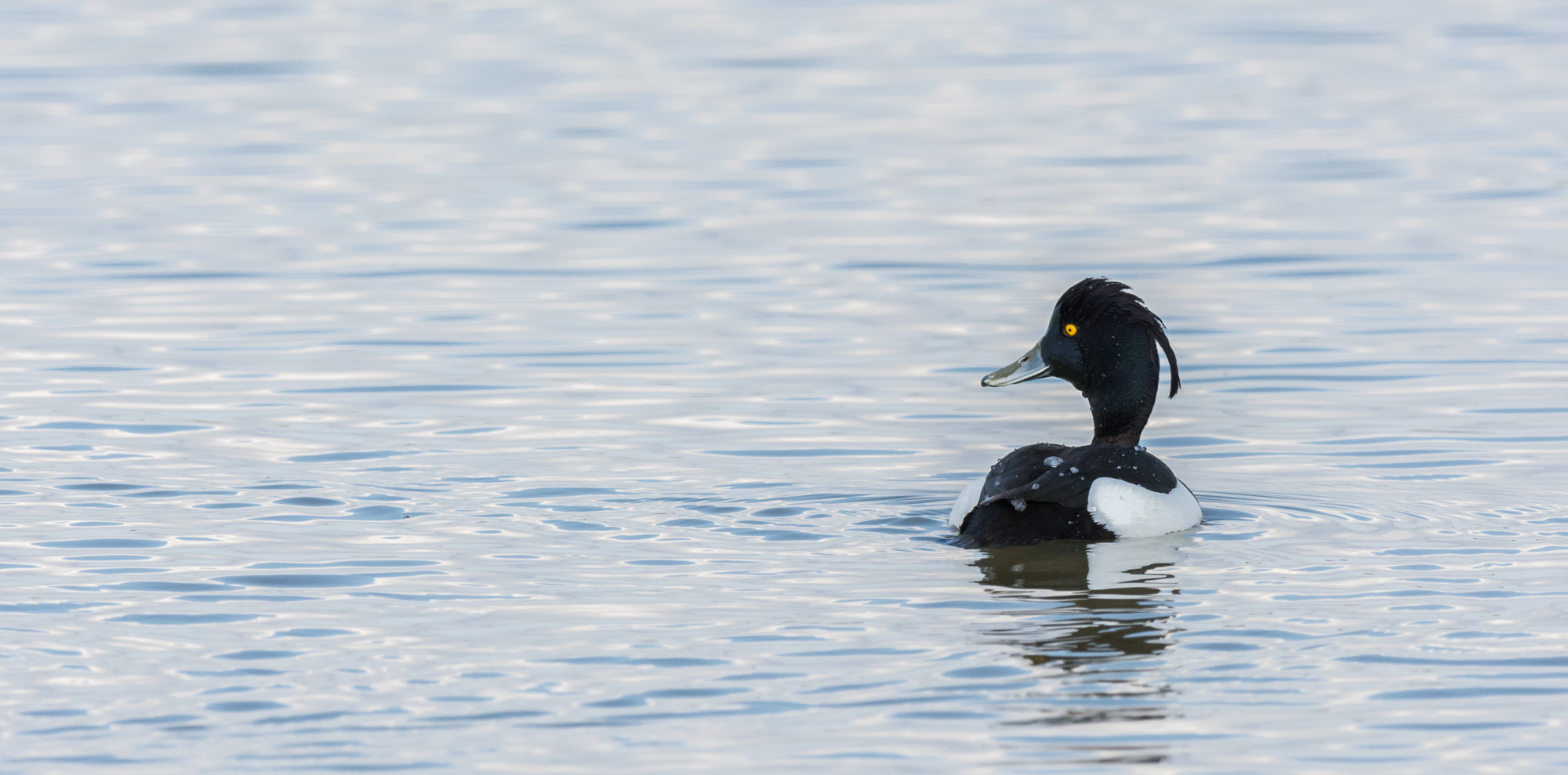 Nikon D7100 + Nikon AF-S Nikkor 500mm F4G ED VR sample photo. Kuifeend - tufted duck photography