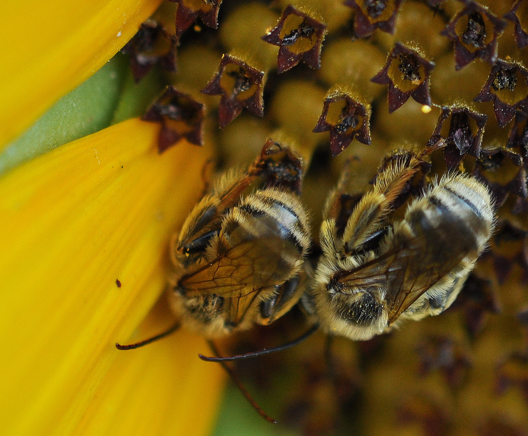 Nikon AF-S DX Micro-Nikkor 85mm F3.5G ED VR sample photo. Snuggle buddies photography