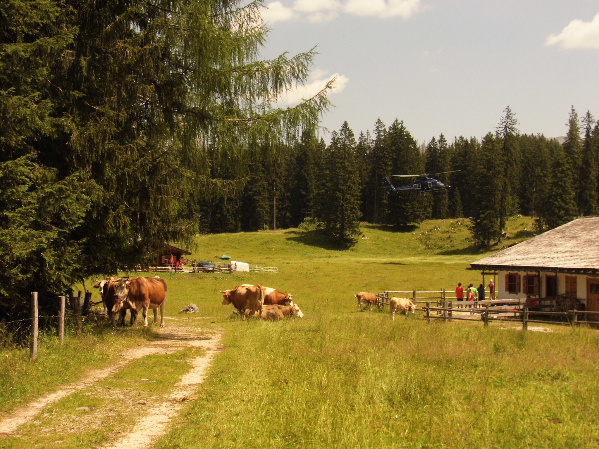 Panasonic Lumix DMC-LZ30 sample photo. Cows 1 photography