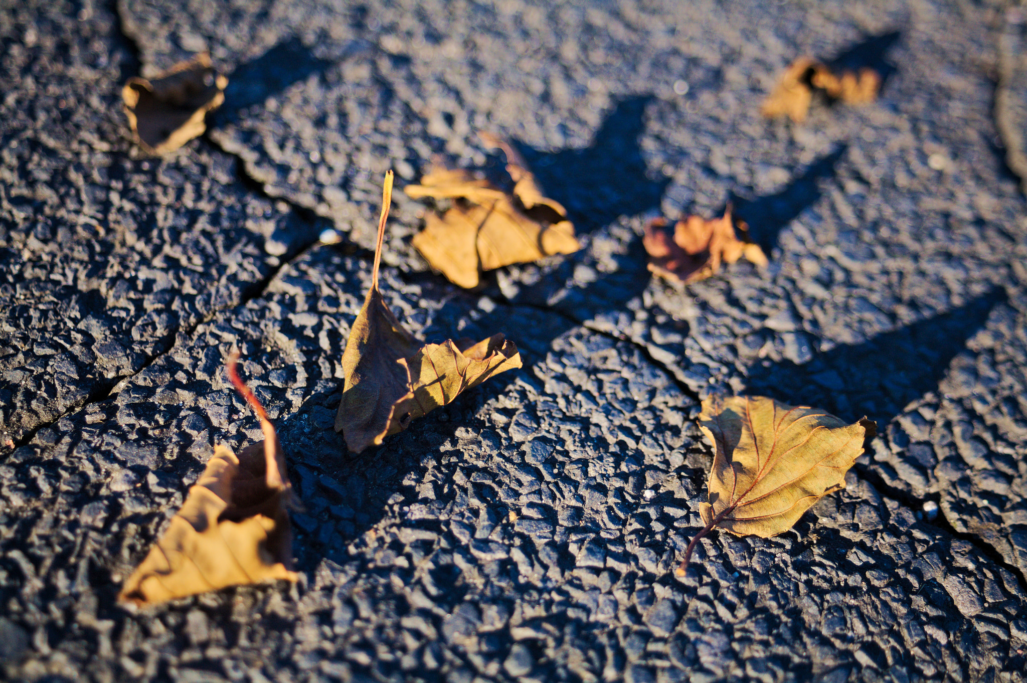 Canon EOS 5D sample photo. Leaves photography