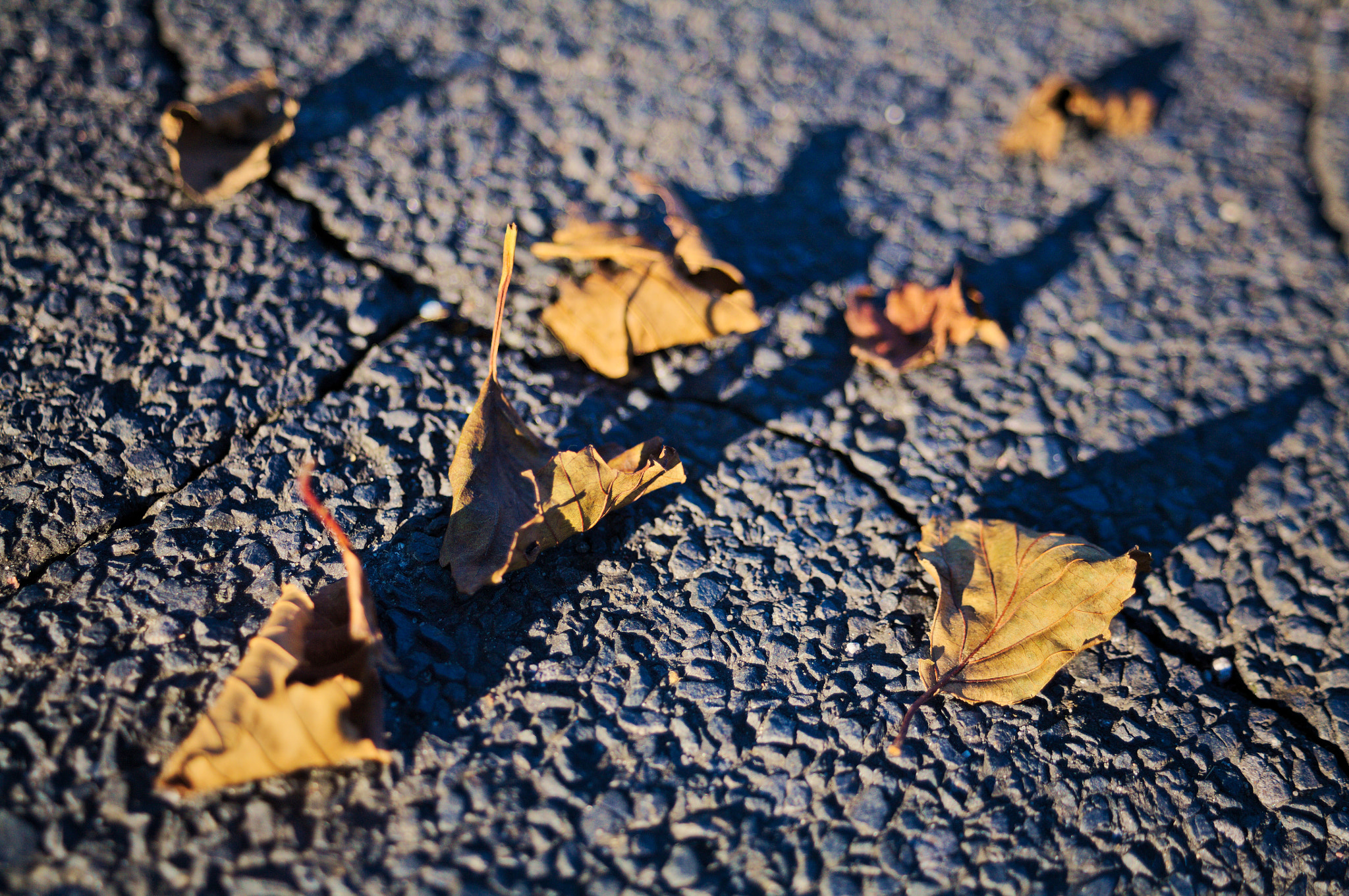 Canon EF 28-80mm f/3.5-5.6 sample photo. Leaves photography