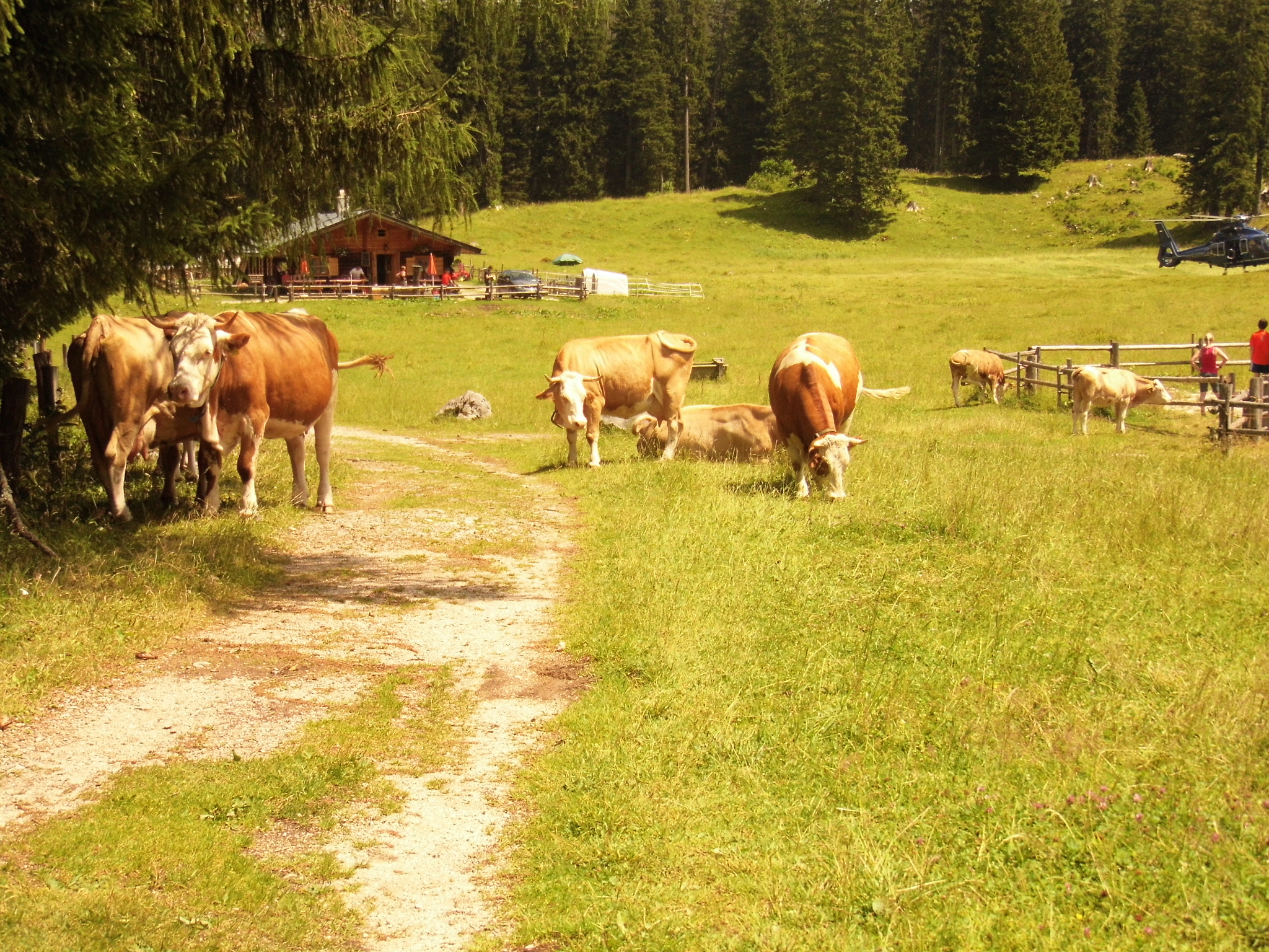 Panasonic Lumix DMC-LZ30 sample photo. Cows 2 photography