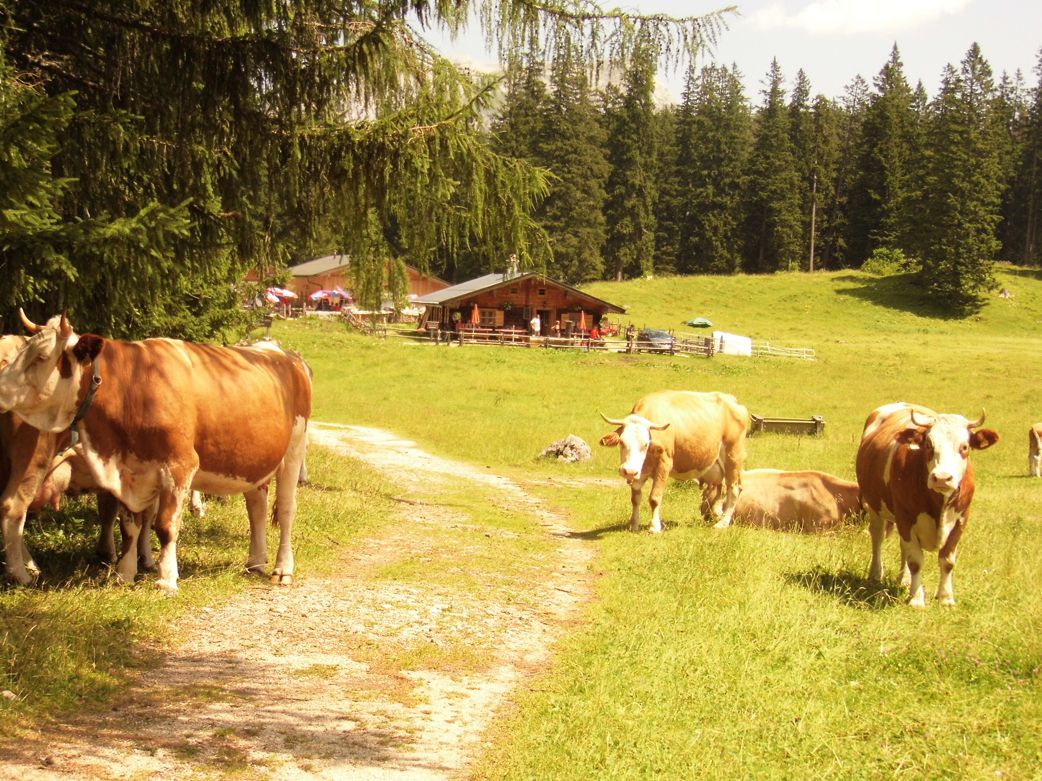 Panasonic Lumix DMC-LZ30 sample photo. Cows 3 photography