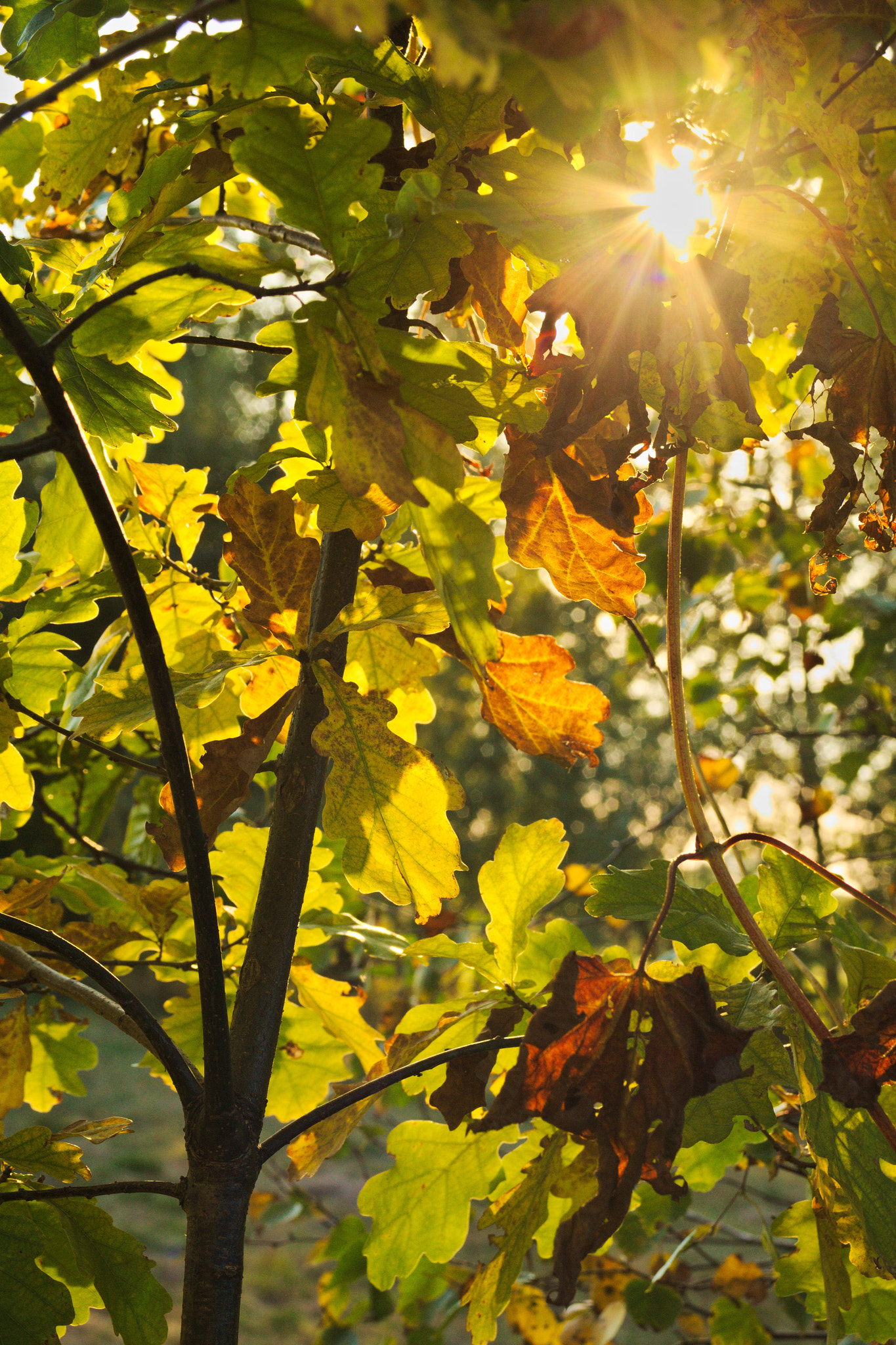 Canon EOS 5D sample photo. Autumn is coming photography