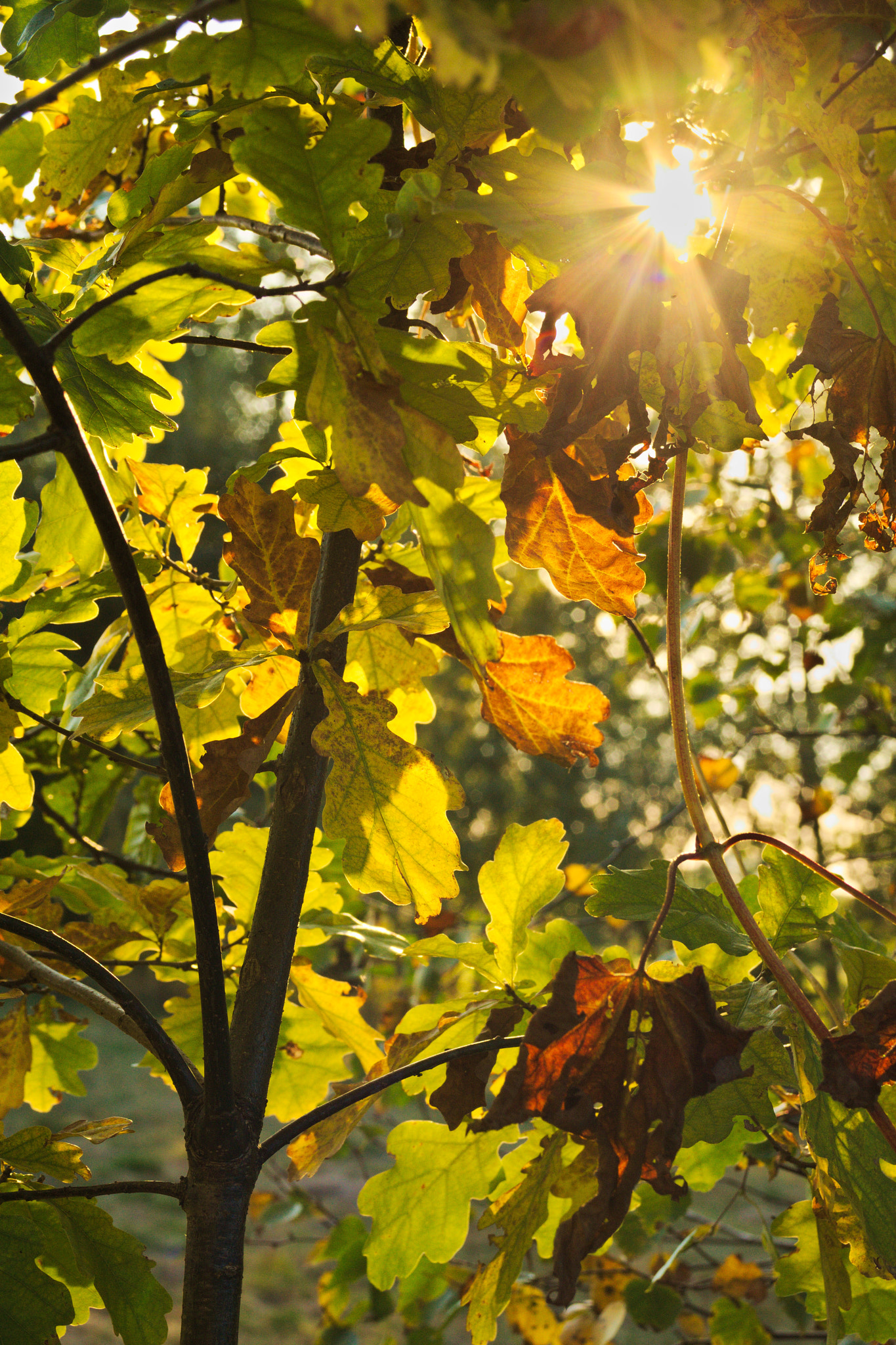 Canon EF 28-80mm f/3.5-5.6 sample photo. Autumn is coming photography