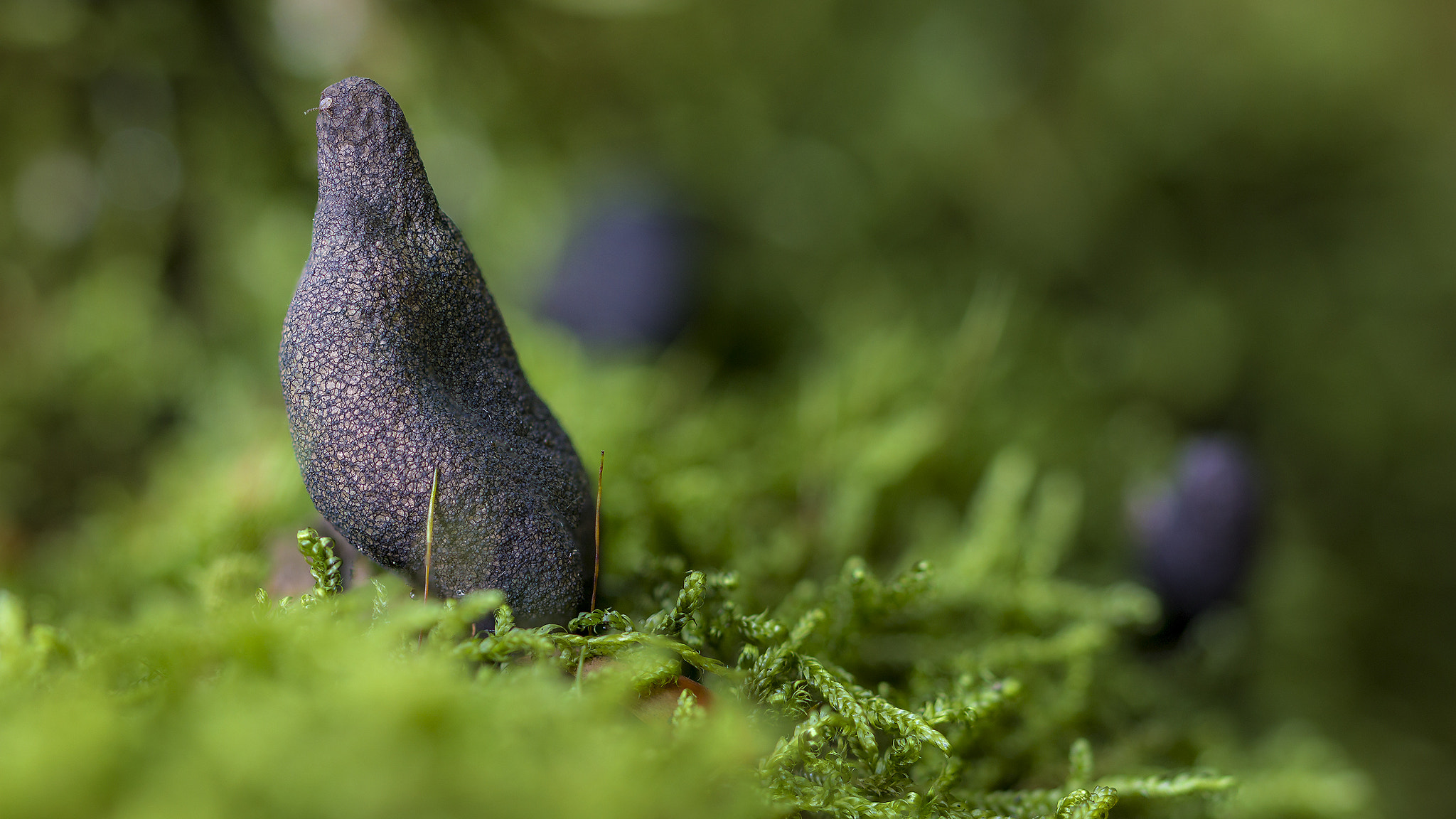 Canon EOS 600D (Rebel EOS T3i / EOS Kiss X5) + Canon EF 100mm F2.8L Macro IS USM sample photo. Waldpilz photography