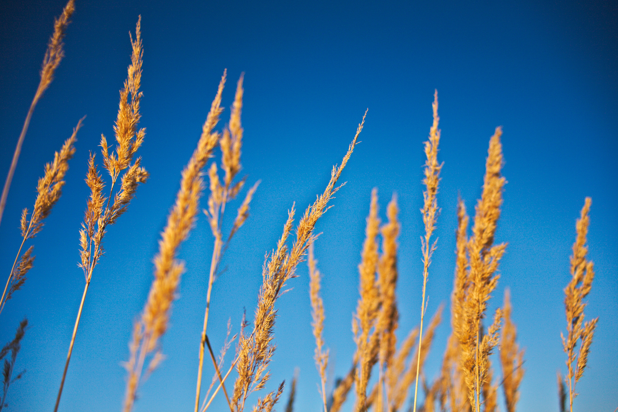 Canon EF 28-80mm f/3.5-5.6 sample photo. All about colors photography