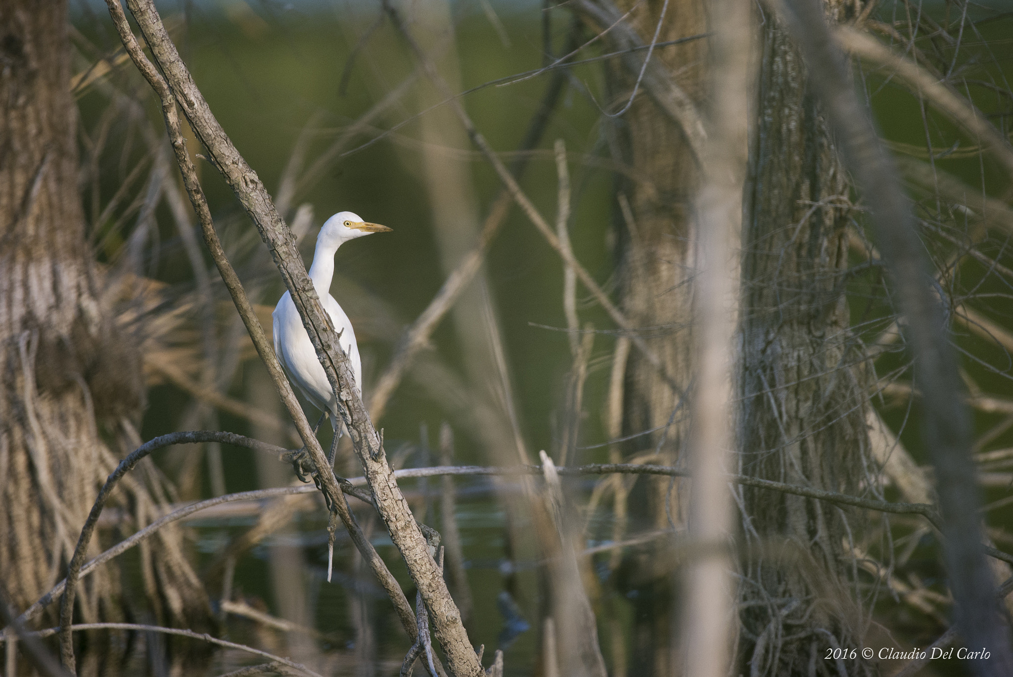 Sigma 150-600mm F5-6.3 DG OS HSM | S sample photo. Dsc photography