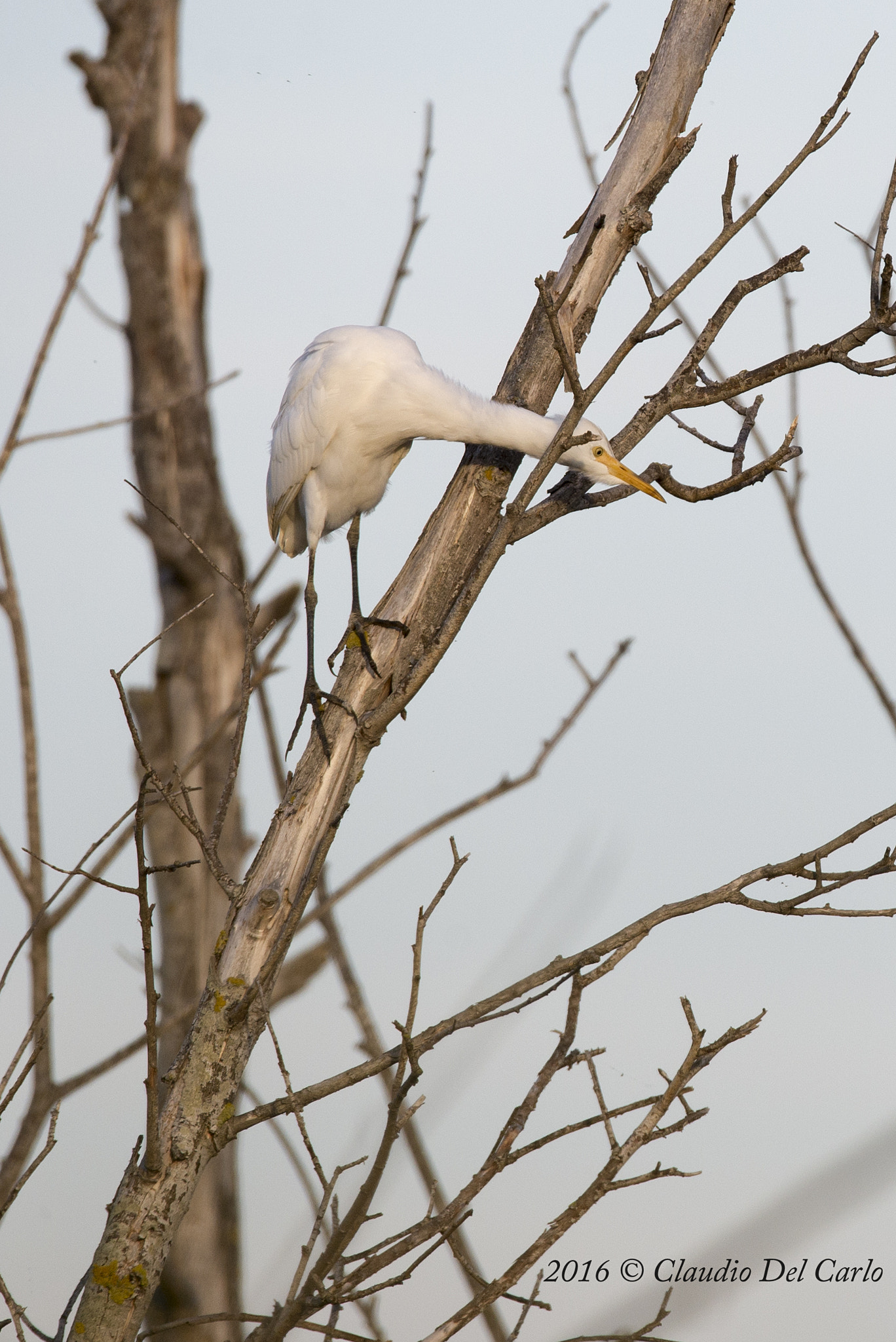 Sigma 150-600mm F5-6.3 DG OS HSM | S sample photo. Dsc photography