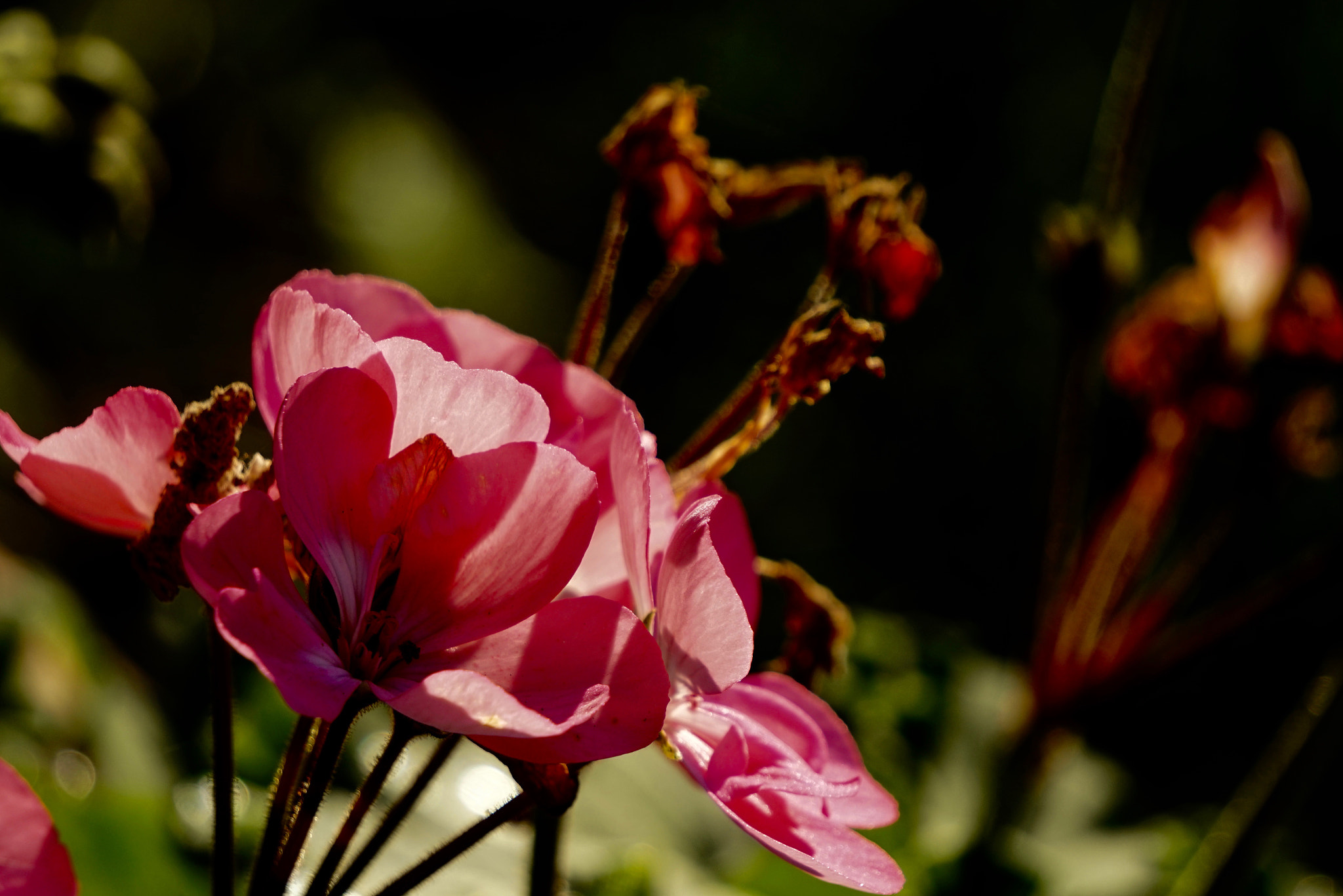 Sony E 55-210mm F4.5-6.3 OSS sample photo. Geranio photography